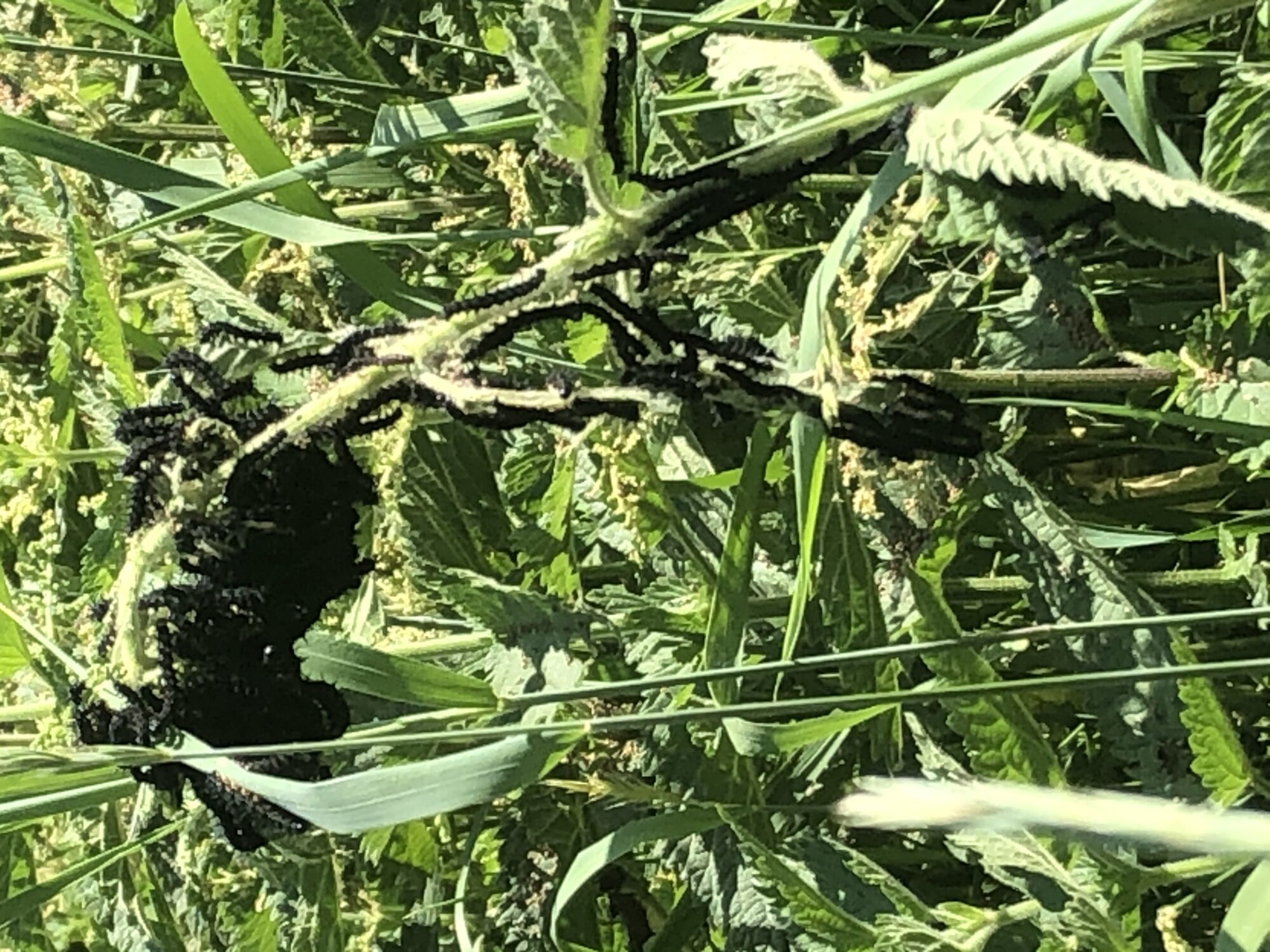 Valokuvaaja: Jenni Petäjämäki