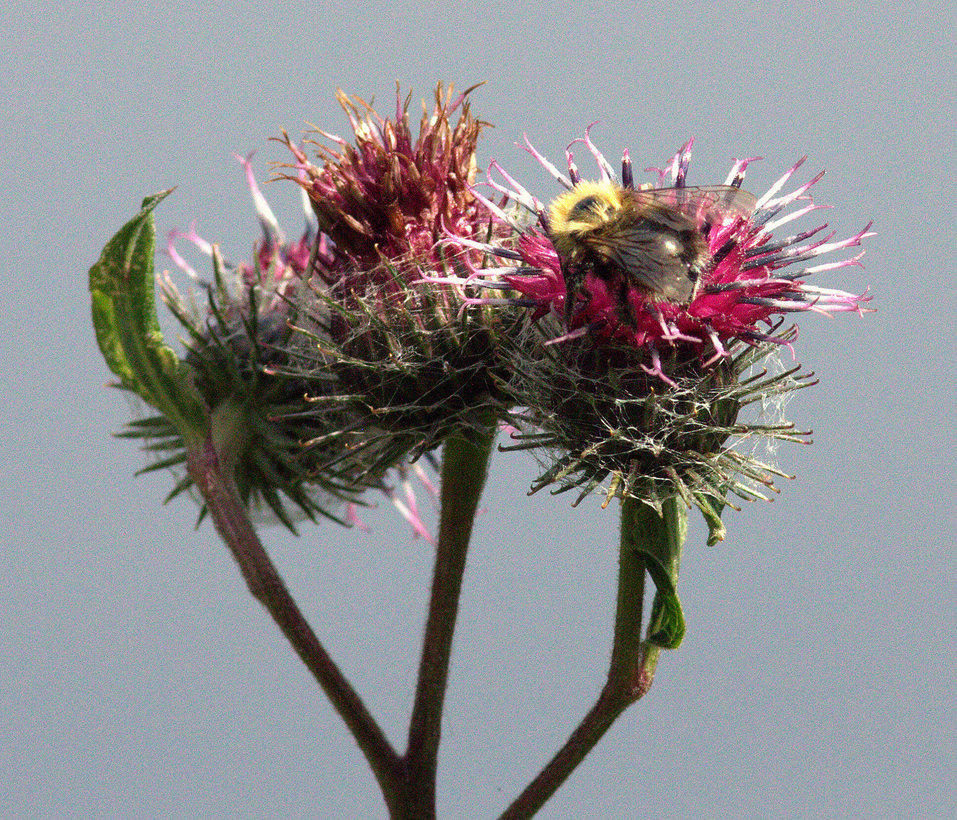 Valokuvaaja: tapio keinonen