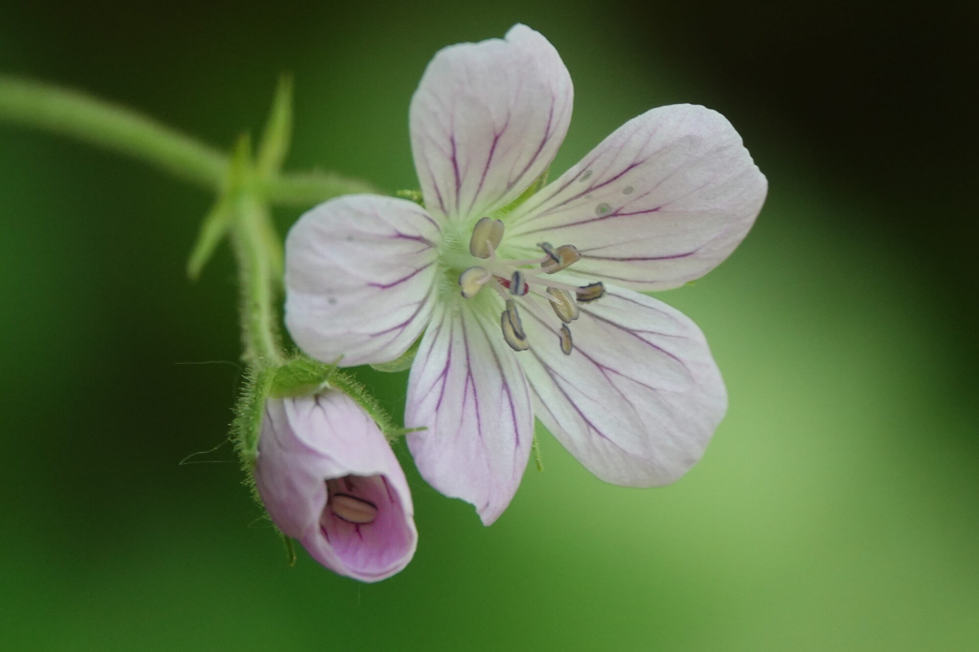 Valokuvaaja: Jenna Pitkänen
