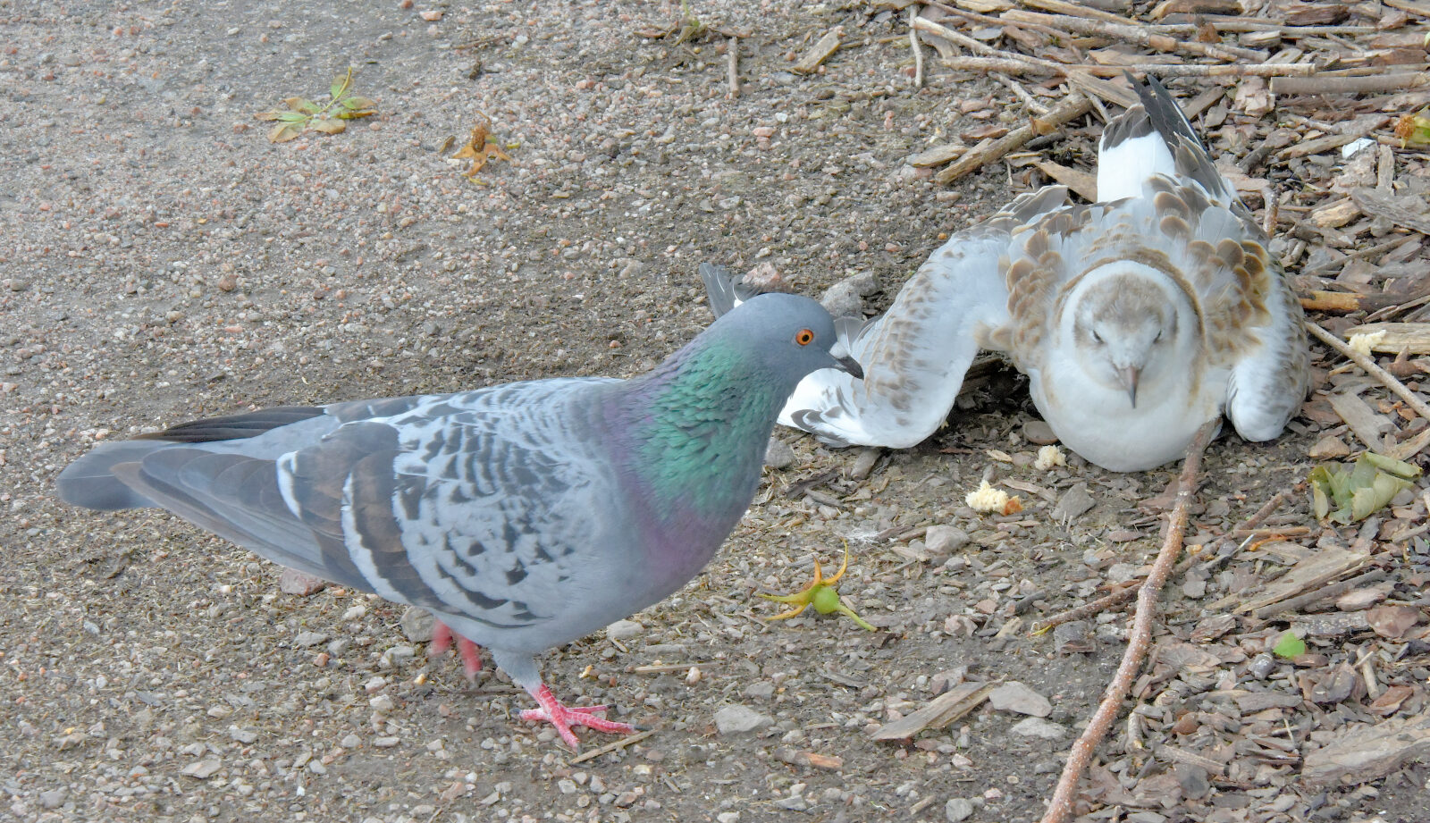Valokuvaaja: Reijo Juurinen