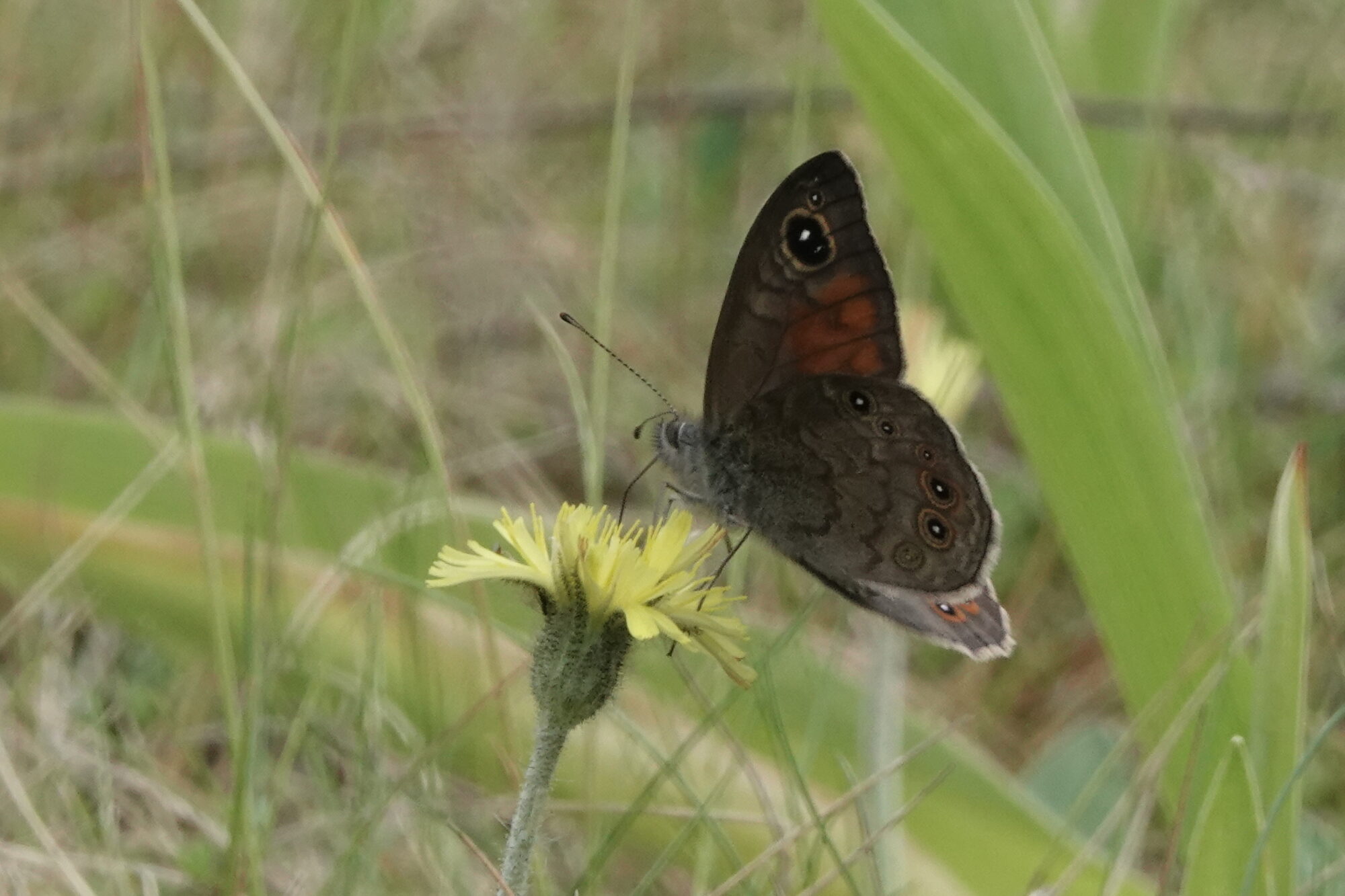 Valokuvaaja: Jenna Pitkänen