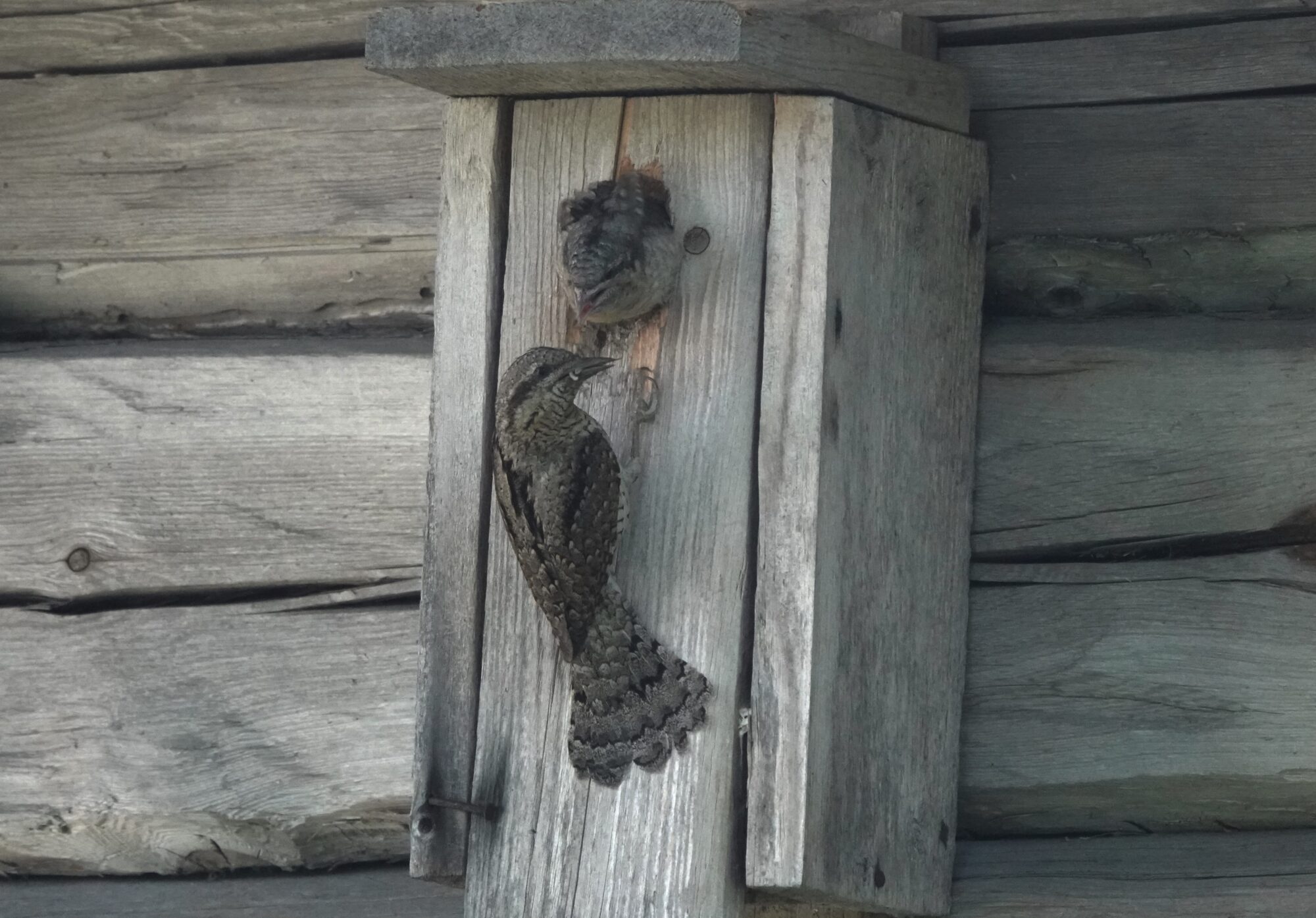 Valokuvaaja: Satu Välimaa