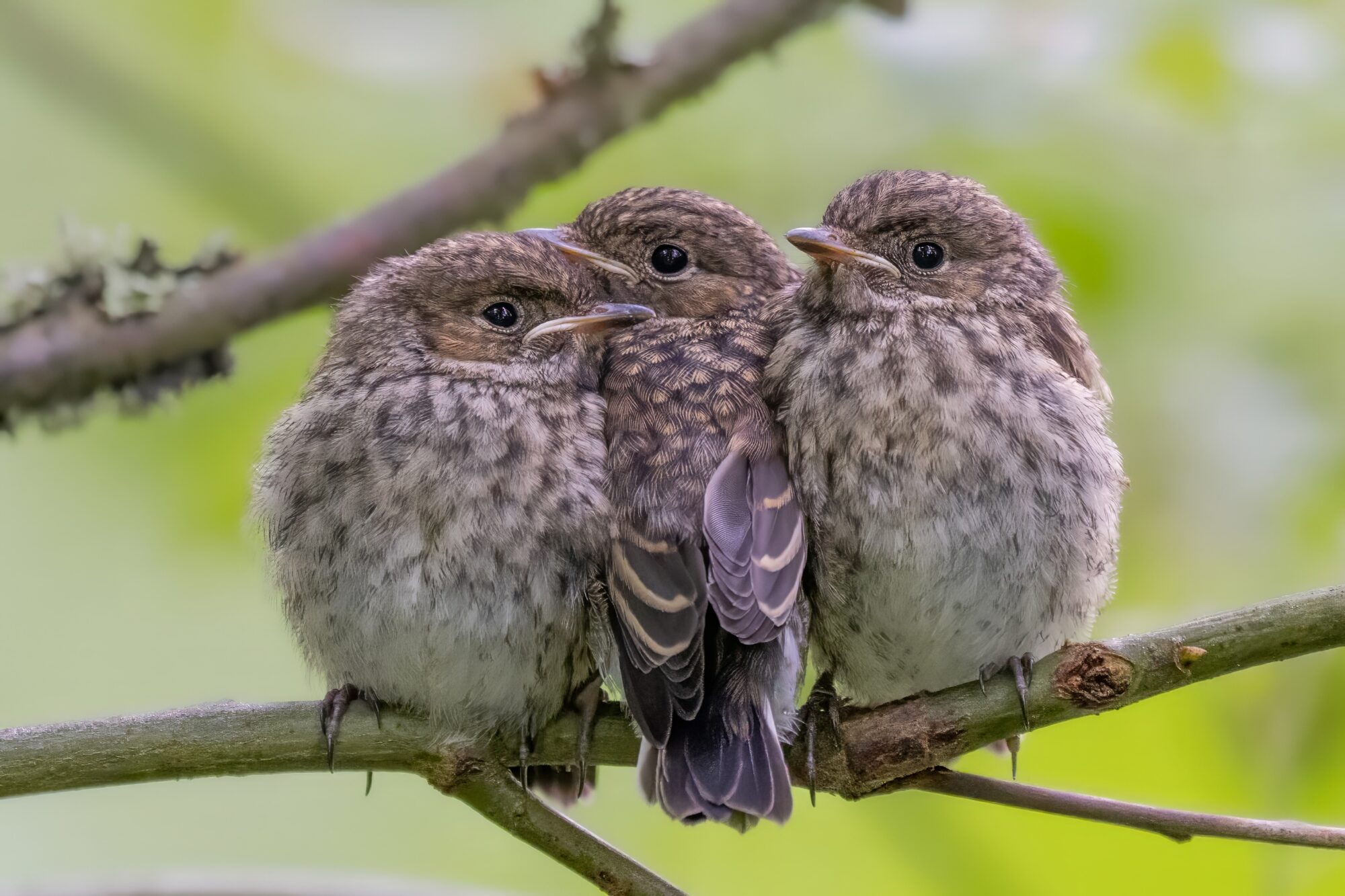 Valokuvaaja: Toni Pälli