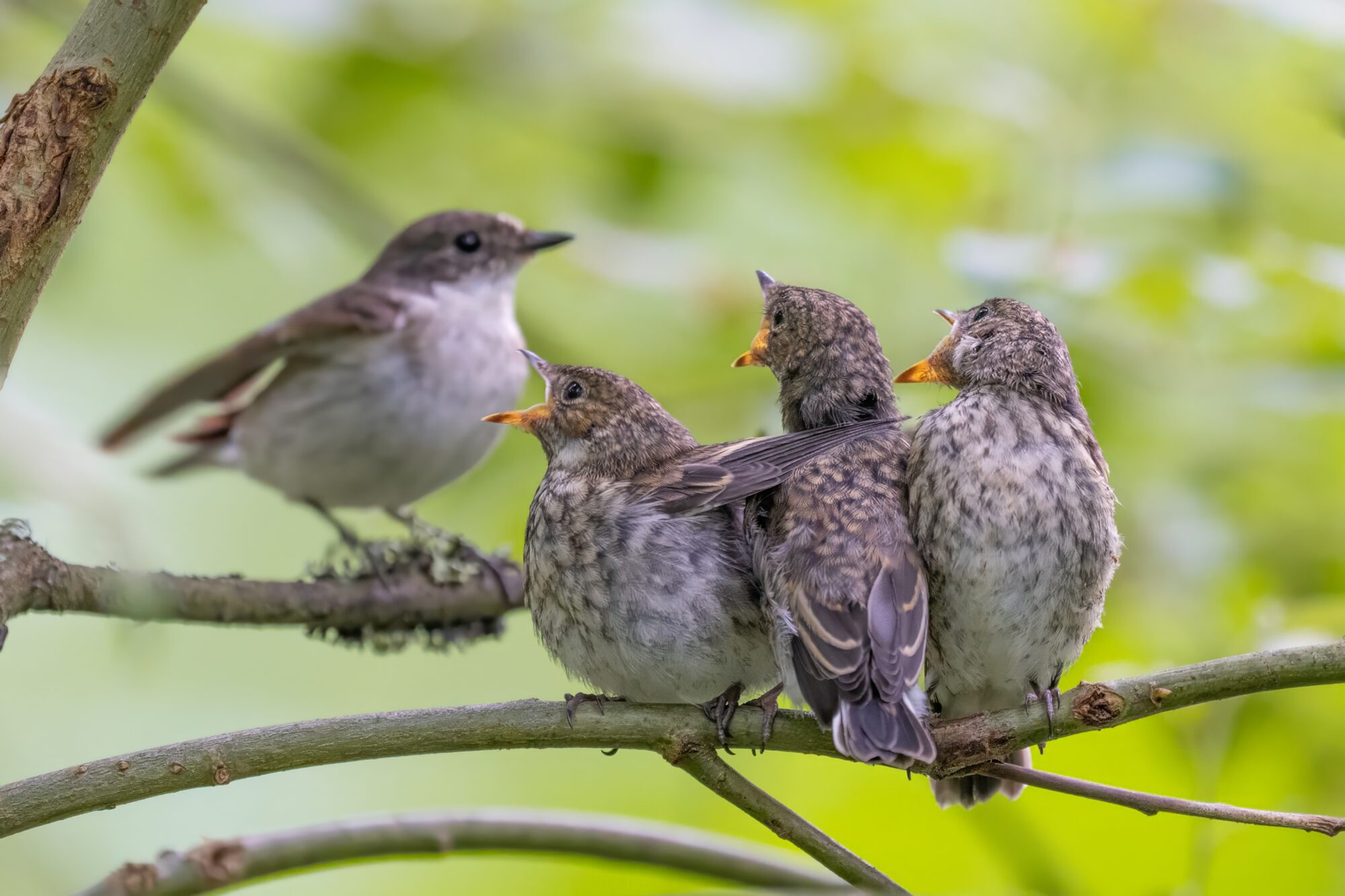 Valokuvaaja: Toni Pälli