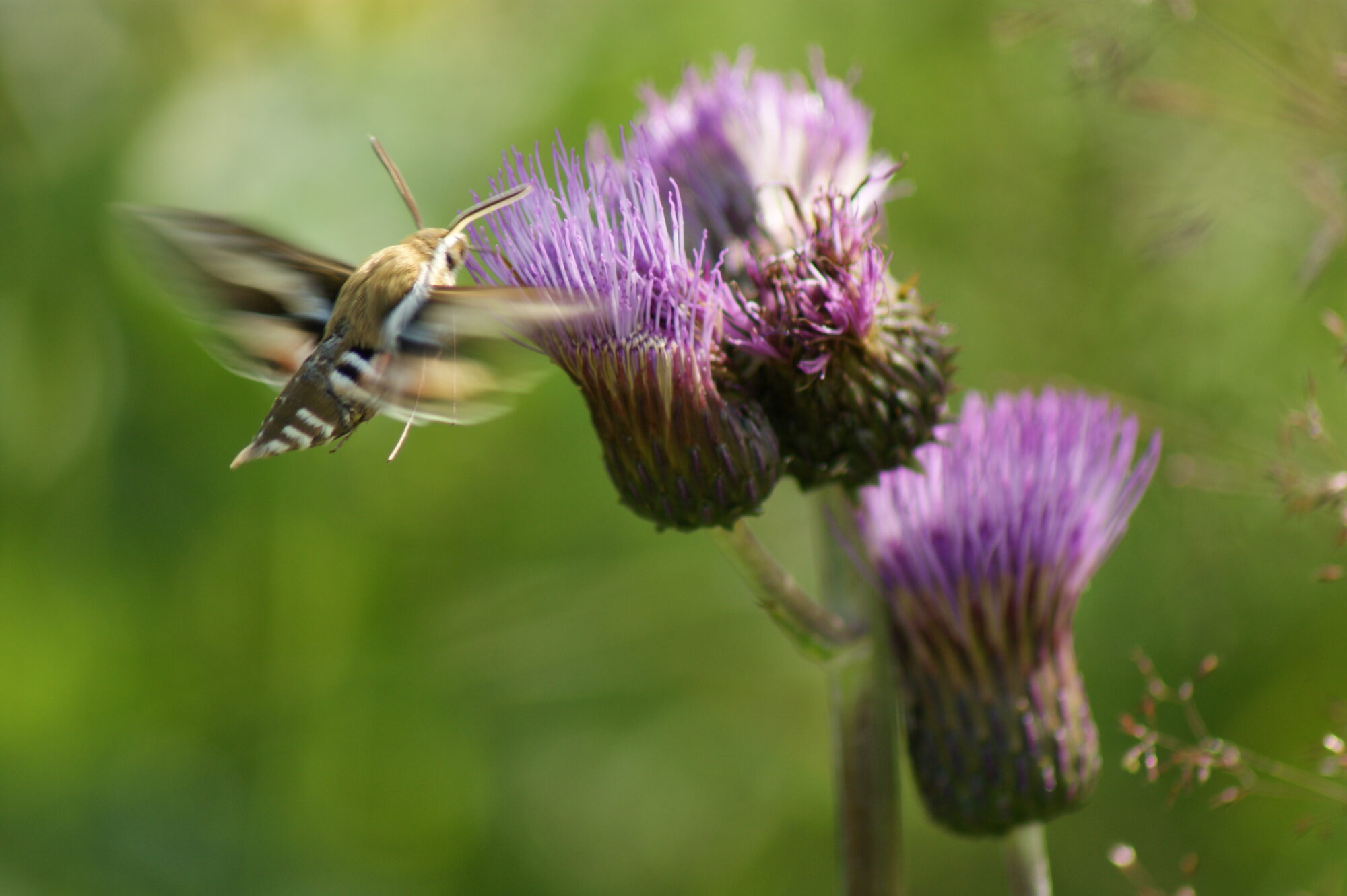 Valokuvaaja: Toni Asikainen Valokuvaaja: Toni Asikainen