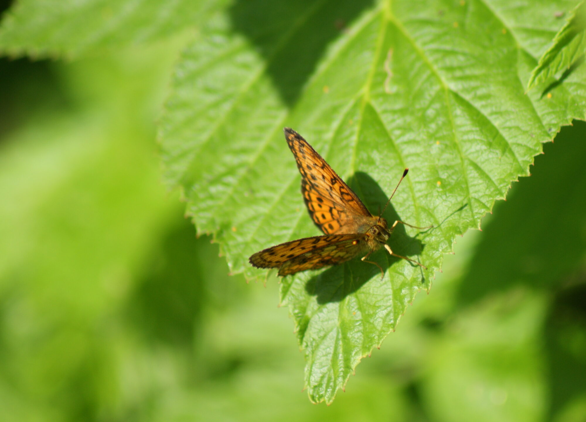 Valokuvaaja: Toni Asikainen Valokuvaaja: Toni Asikainen