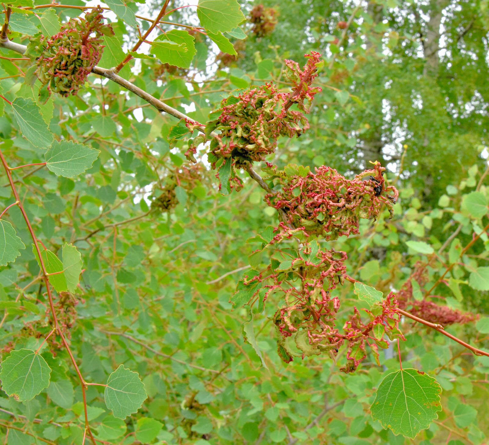 Valokuvaaja: Reijo Juurinen