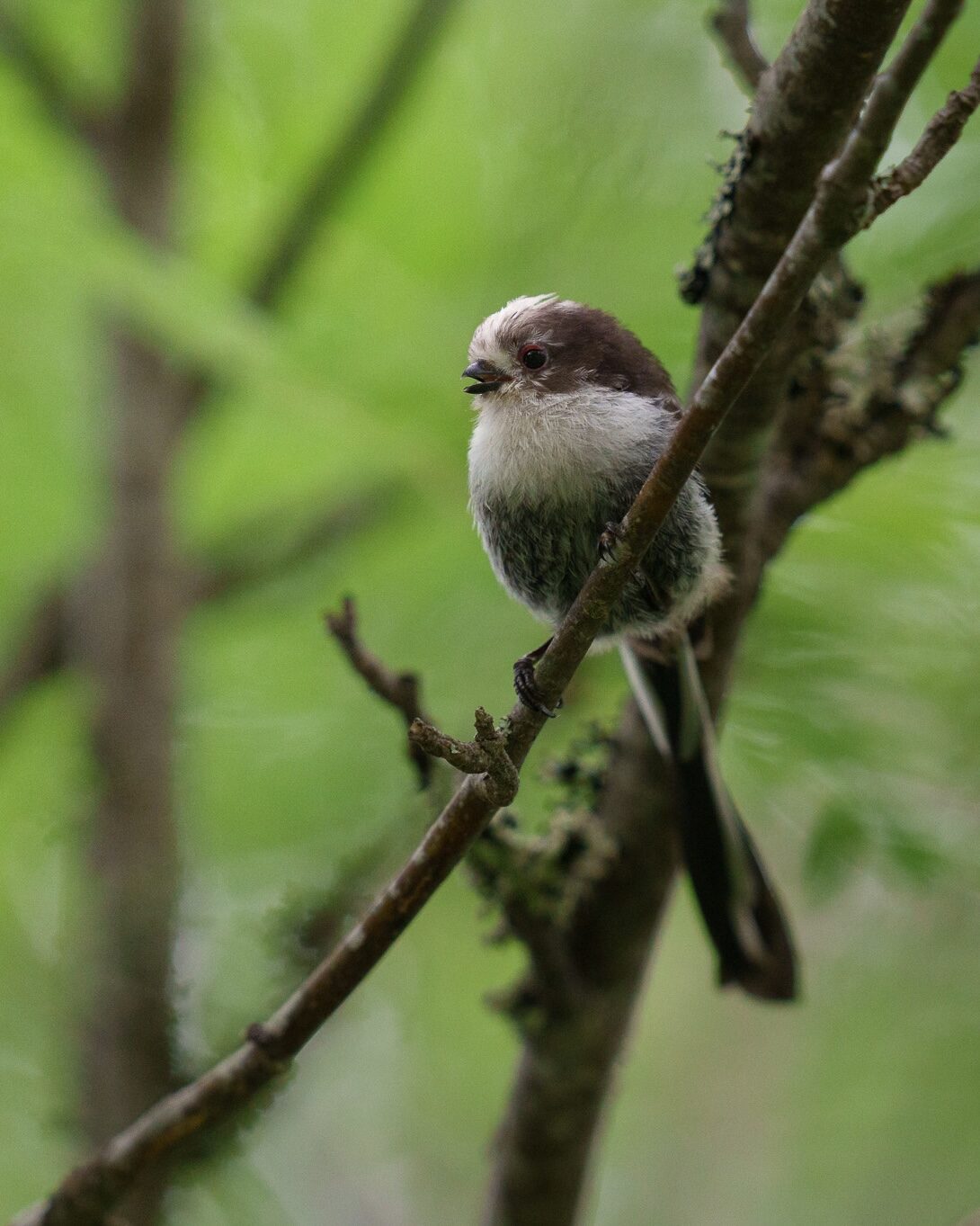 Valokuvaaja: Martin Sivakov