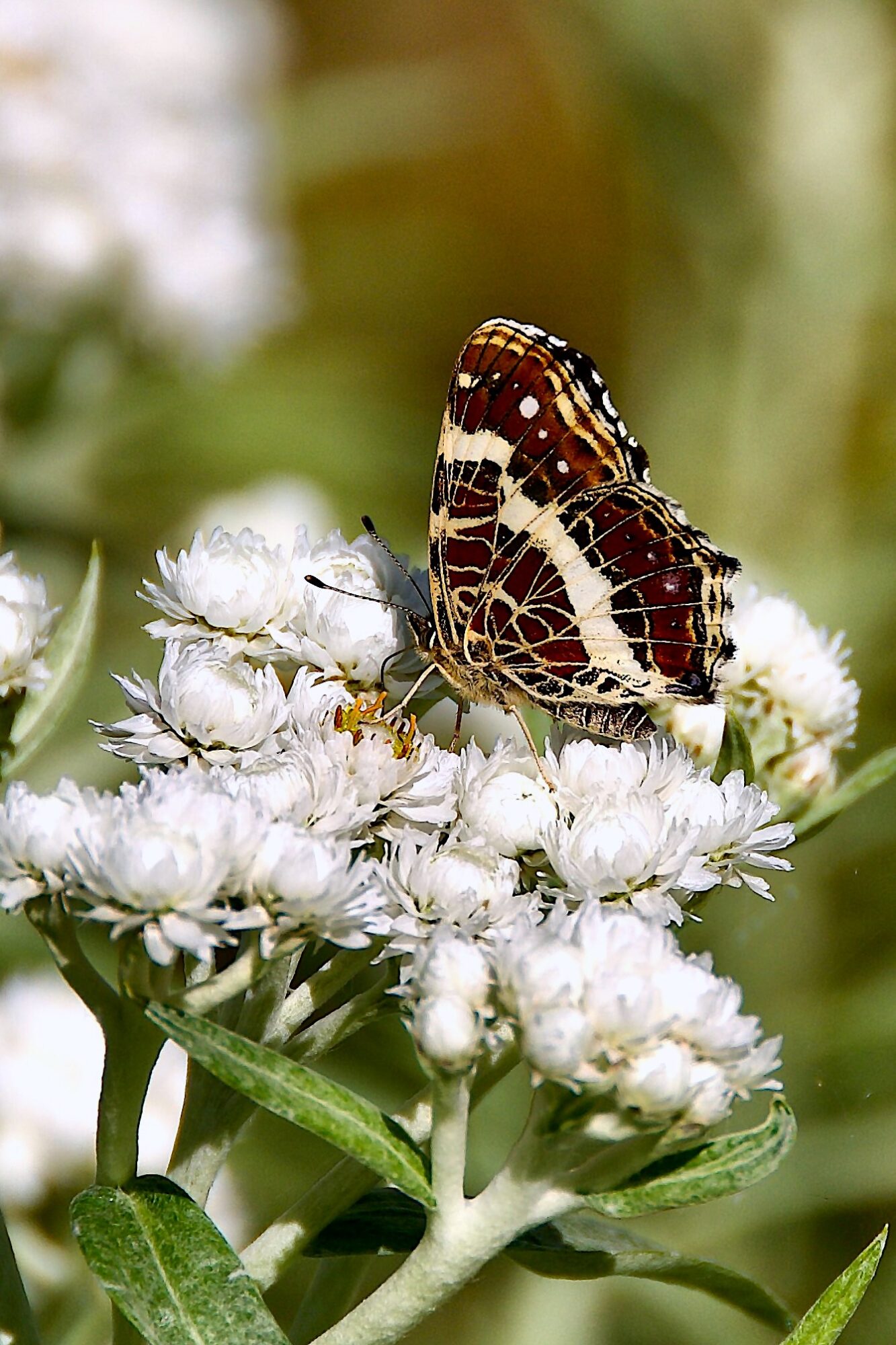Valokuvaaja: Lasse Rokka