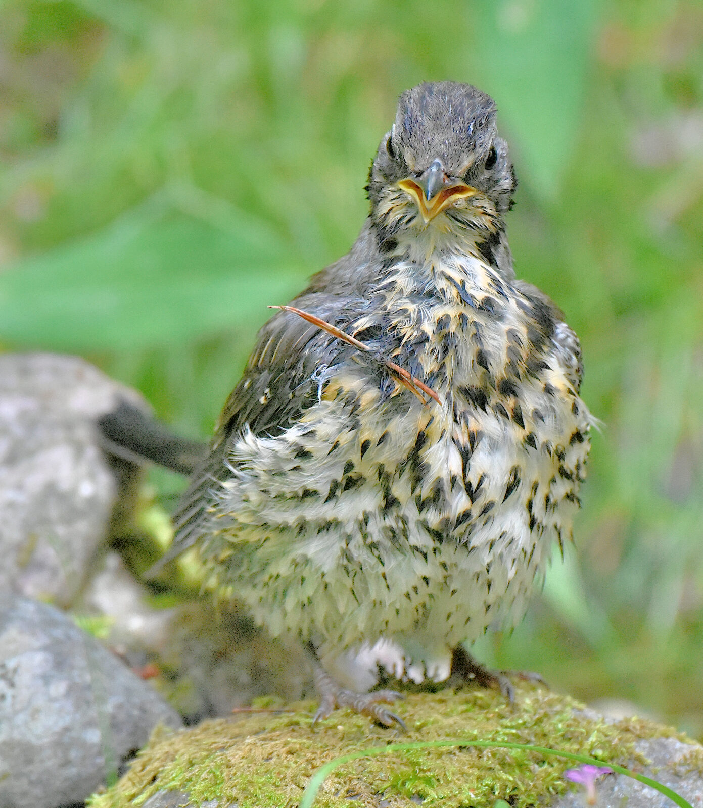 Valokuvaaja: Reijo Juurinen