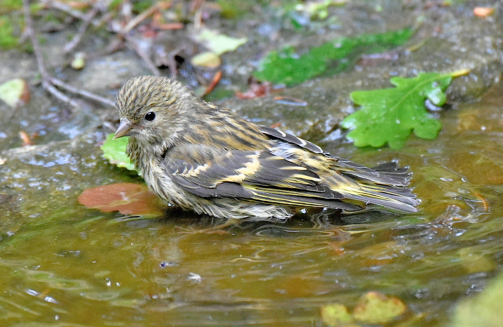 Valokuvaaja: Reijo Juurinen