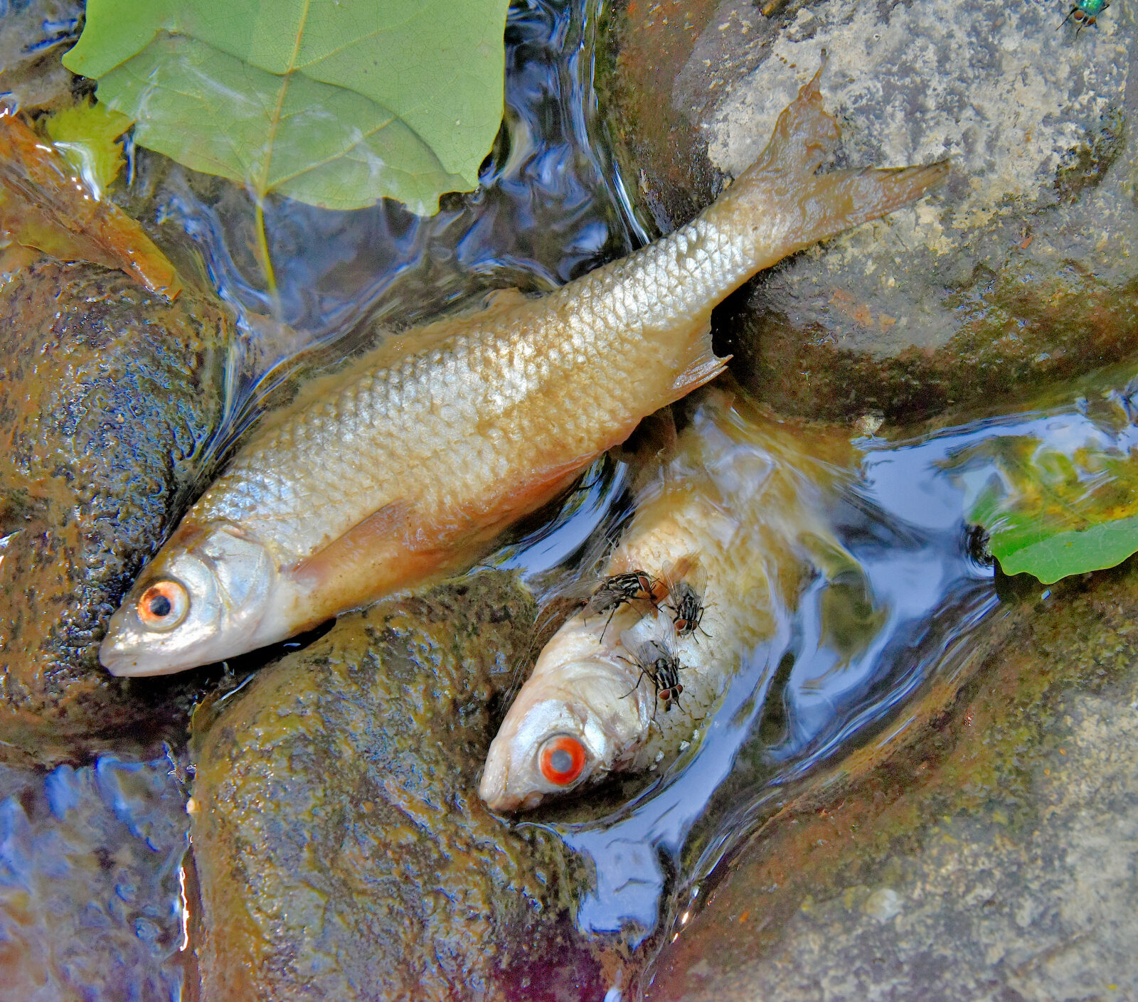 Valokuvaaja: Reijo Juurinen