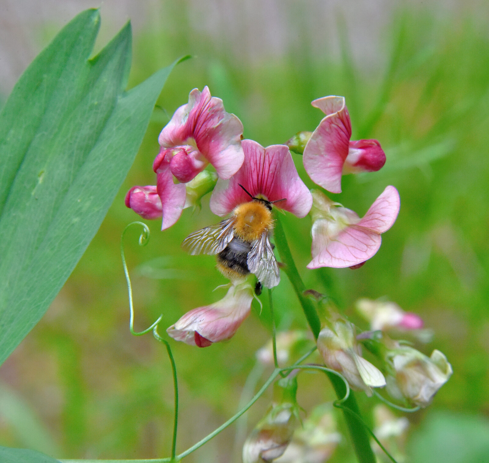 Valokuvaaja: Reijo Juurinen