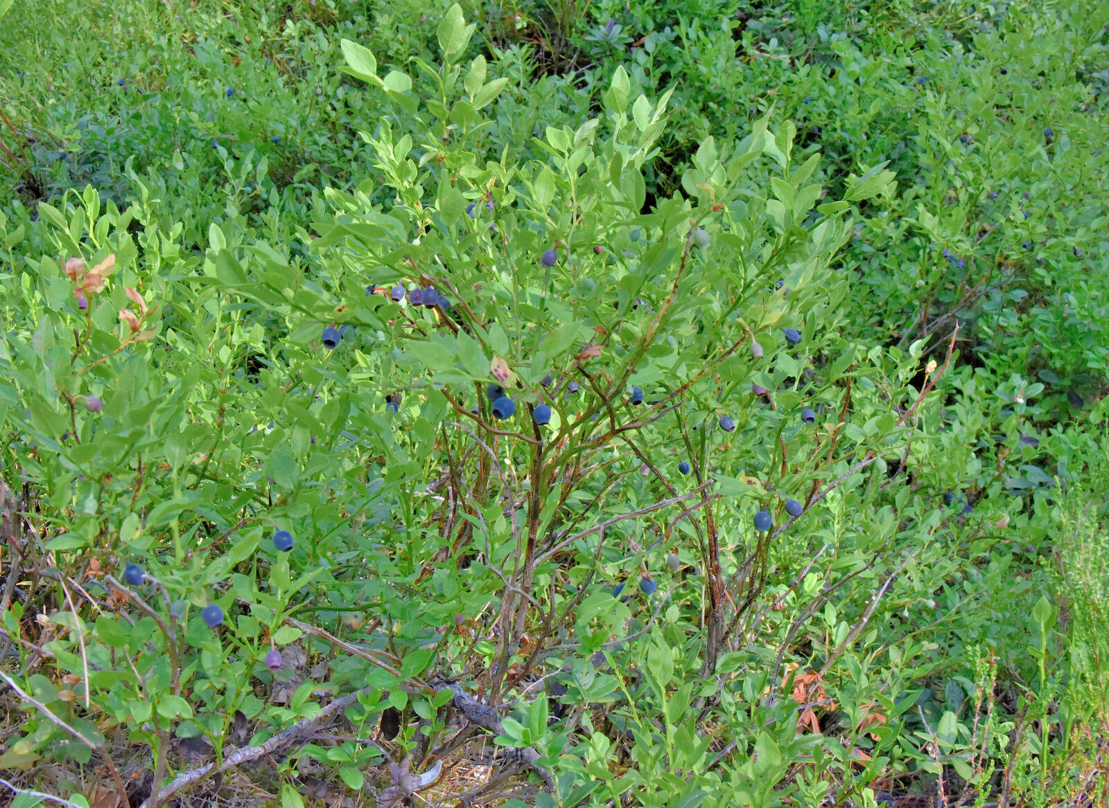 Valokuvaaja: Reijo Juurinen Valokuvaaja: Reijo Juurinen