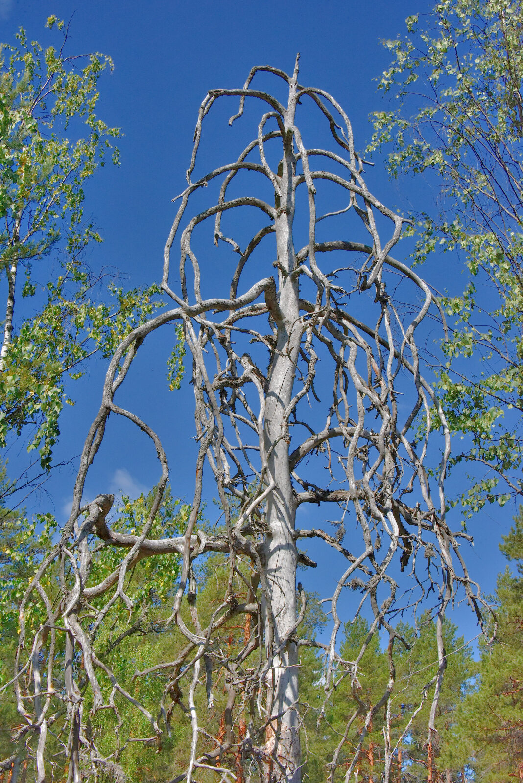 Valokuvaaja: Reijo Juurinen