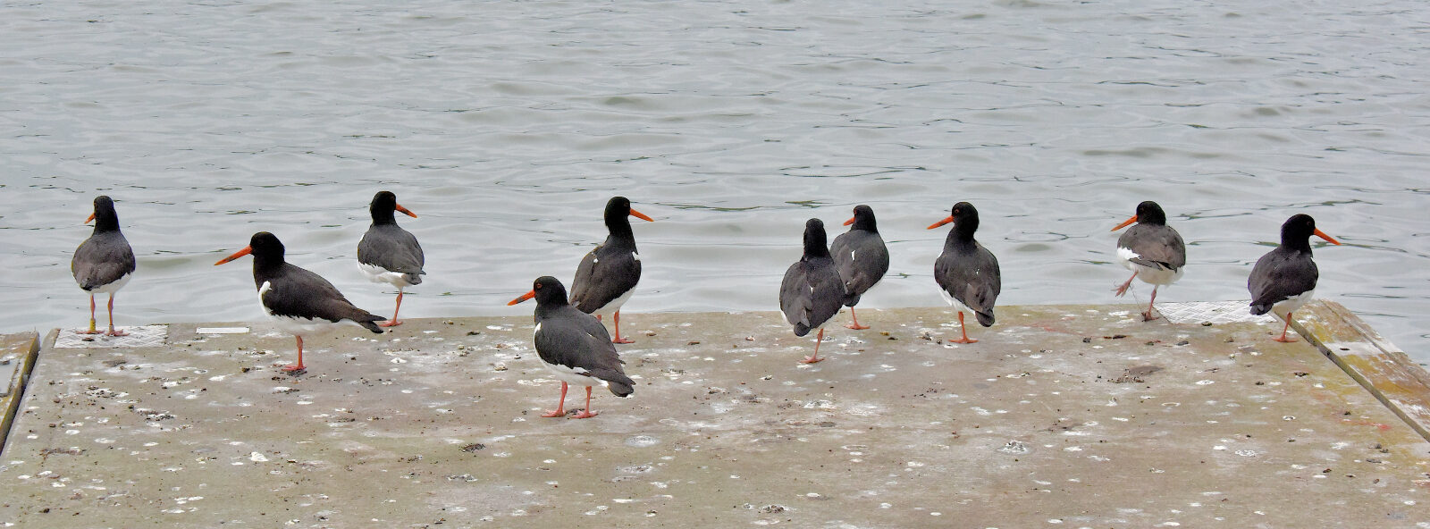 Valokuvaaja: Reijo Juurinen