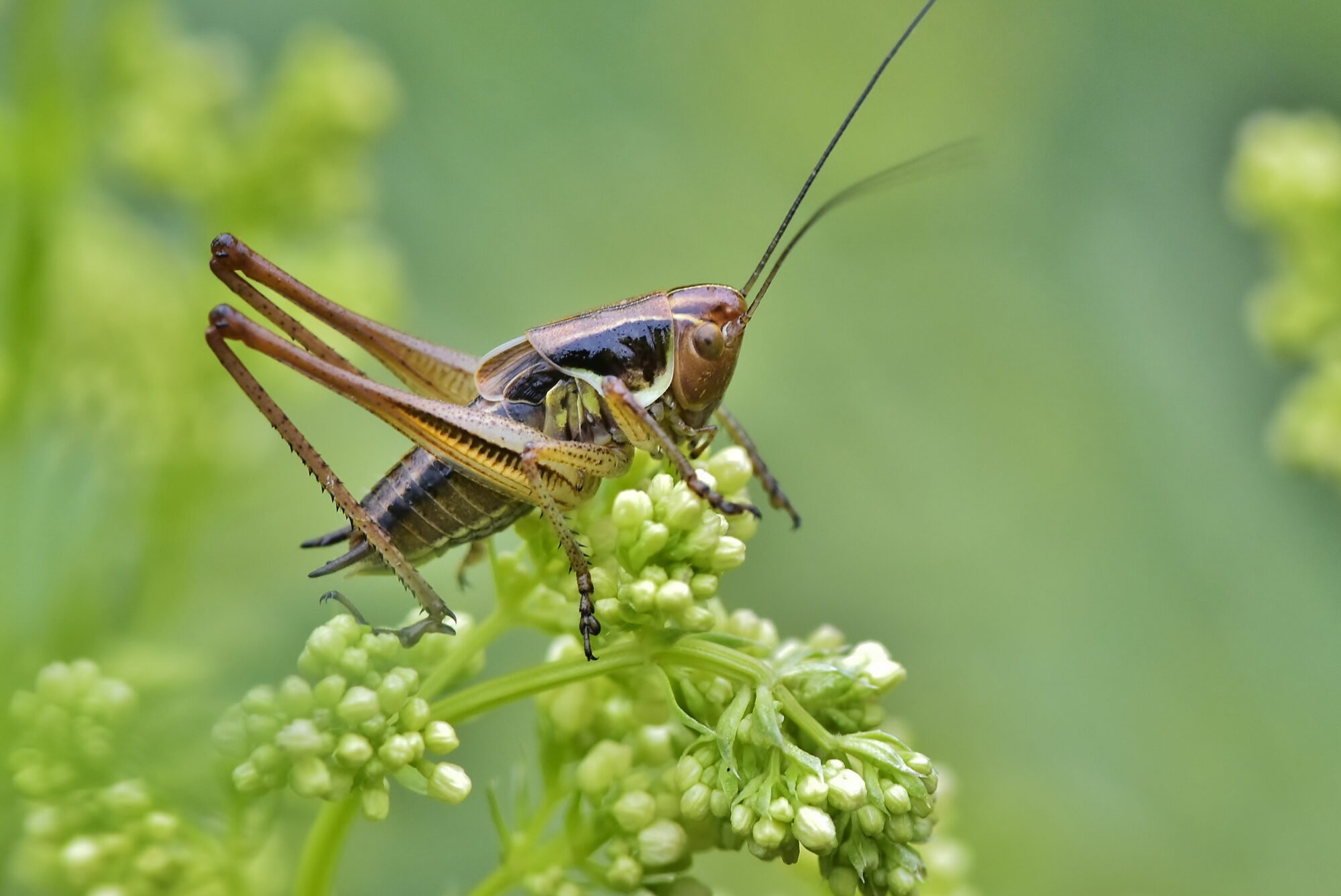 Valokuvaaja: Markku Pelkonen
