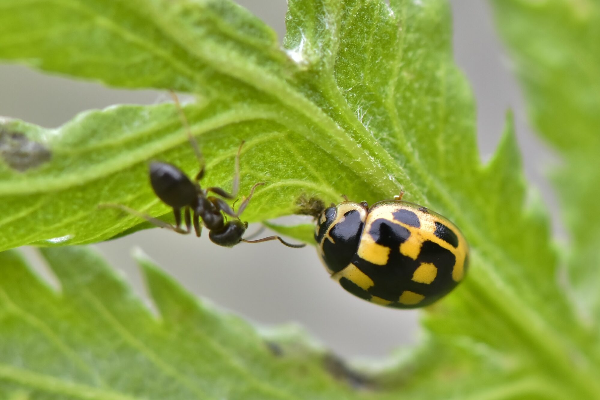 Valokuvaaja: Markku Pelkonen