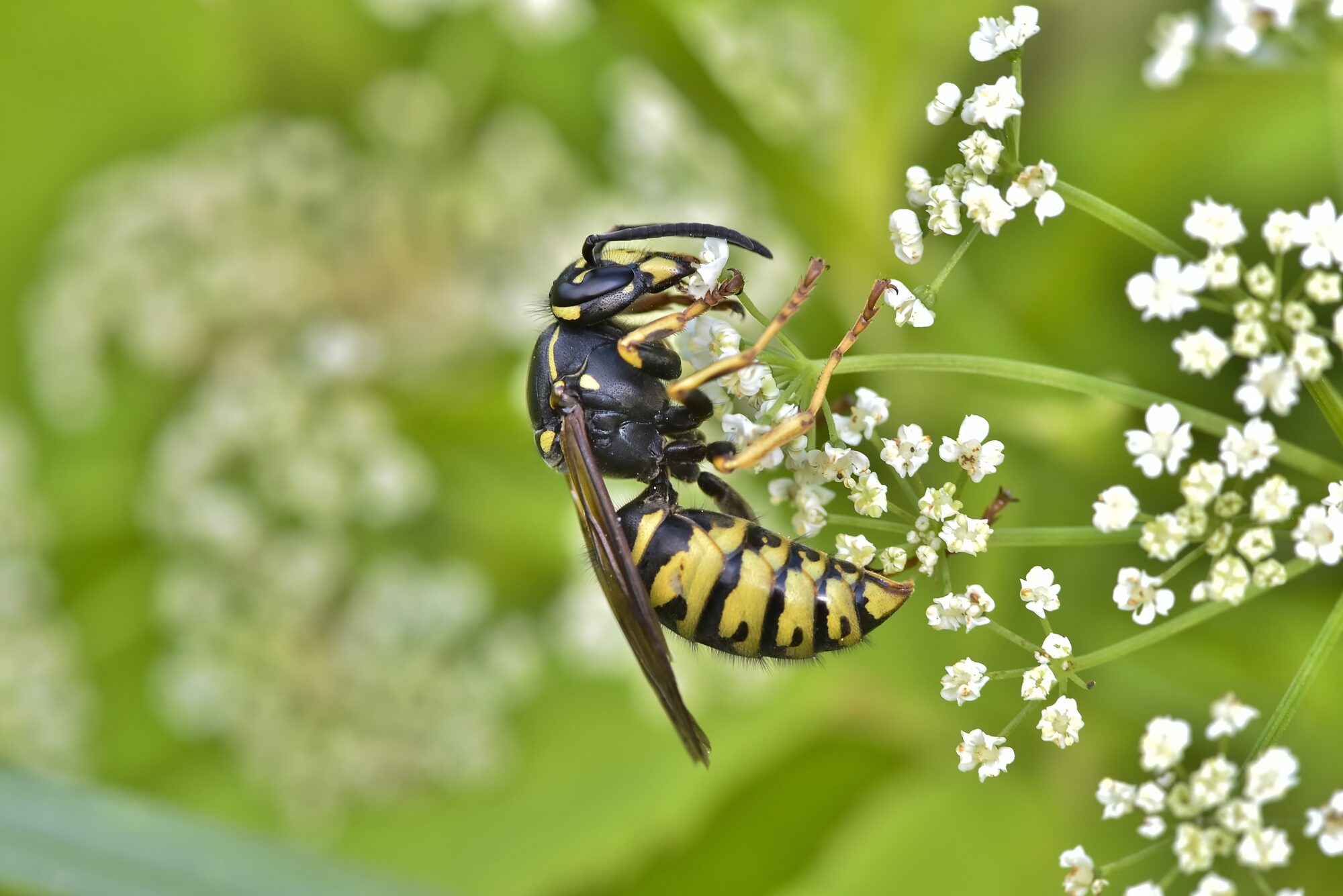 Valokuvaaja: Markku Pelkonen