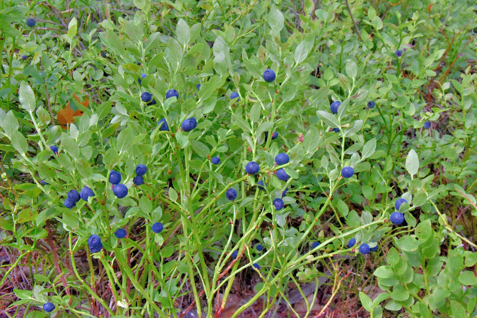 Valokuvaaja: Reijo Juurinen Valokuvaaja: Reijo Juurinen