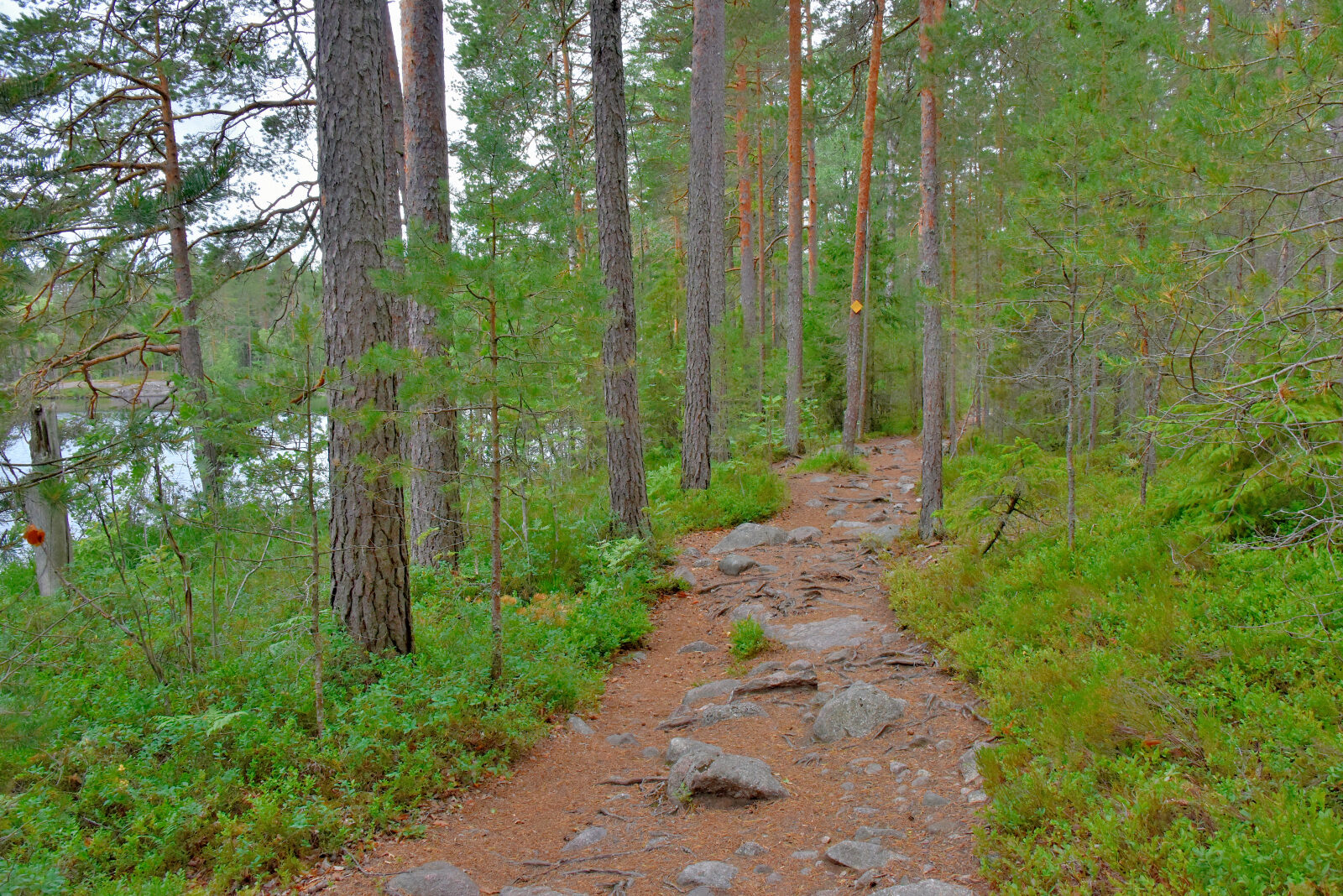 Valokuvaaja: Reijo Juurinen