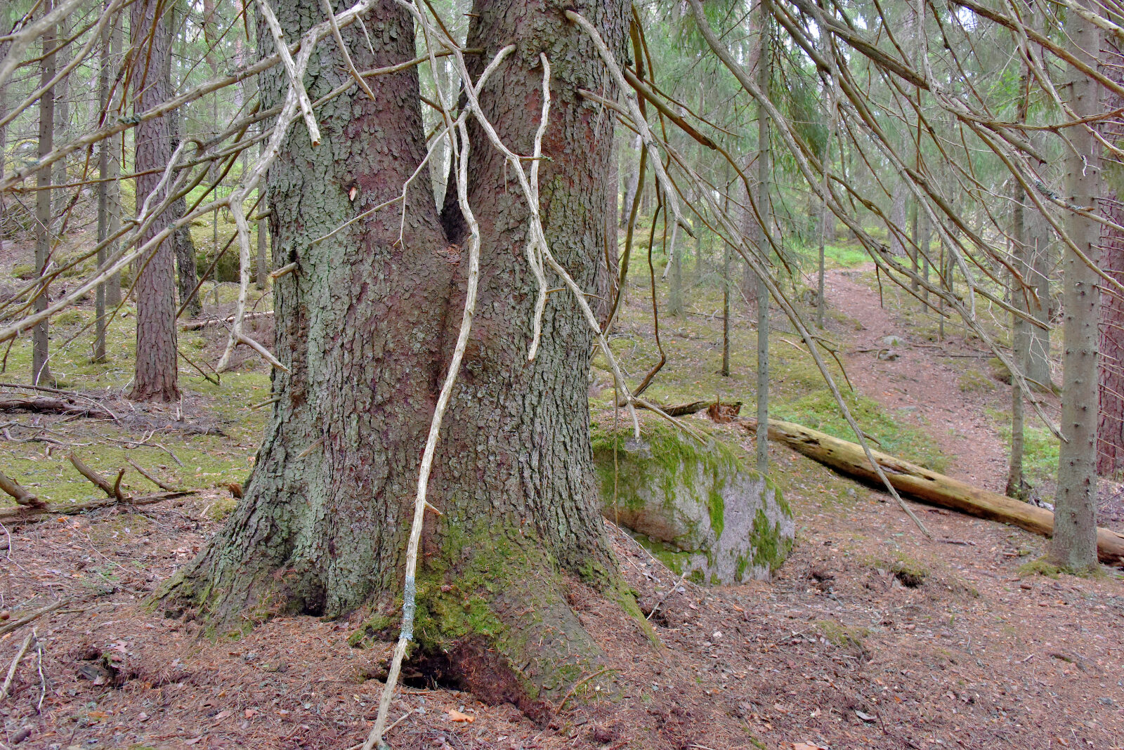Valokuvaaja: Reijo Juurinen