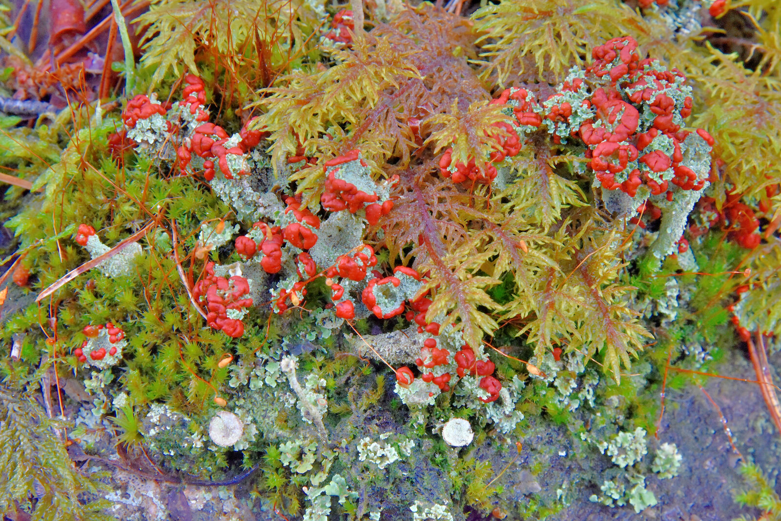 Valokuvaaja: Reijo Juurinen