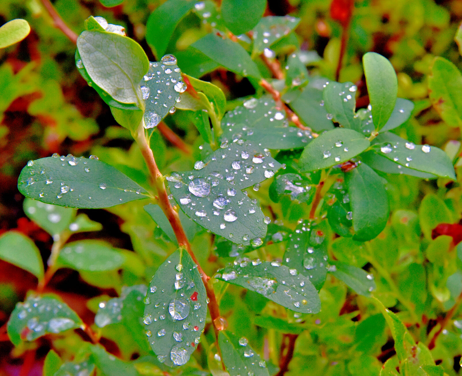 Valokuvaaja: Reijo Juurinen