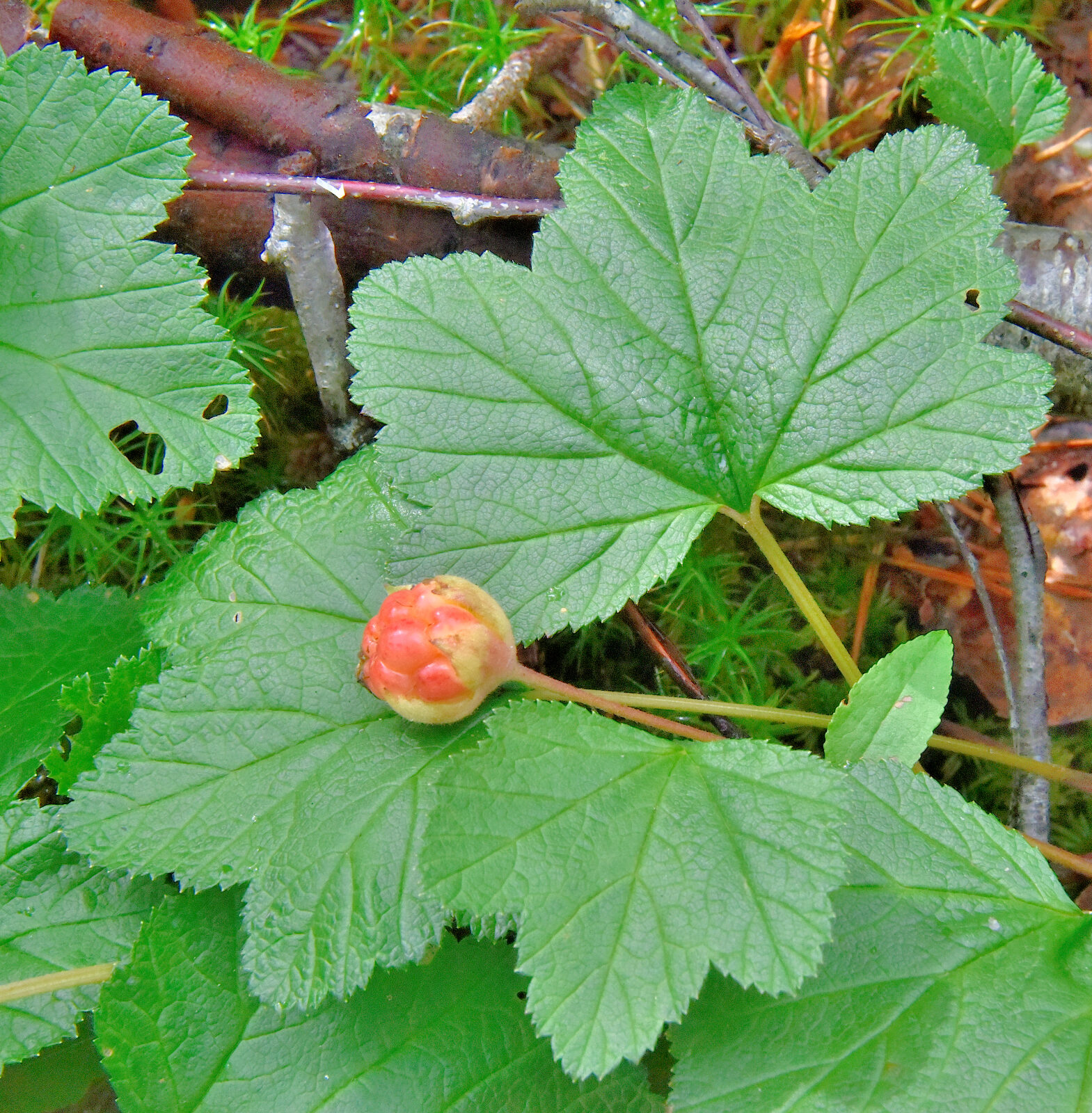 Valokuvaaja: Reijo Juurinen