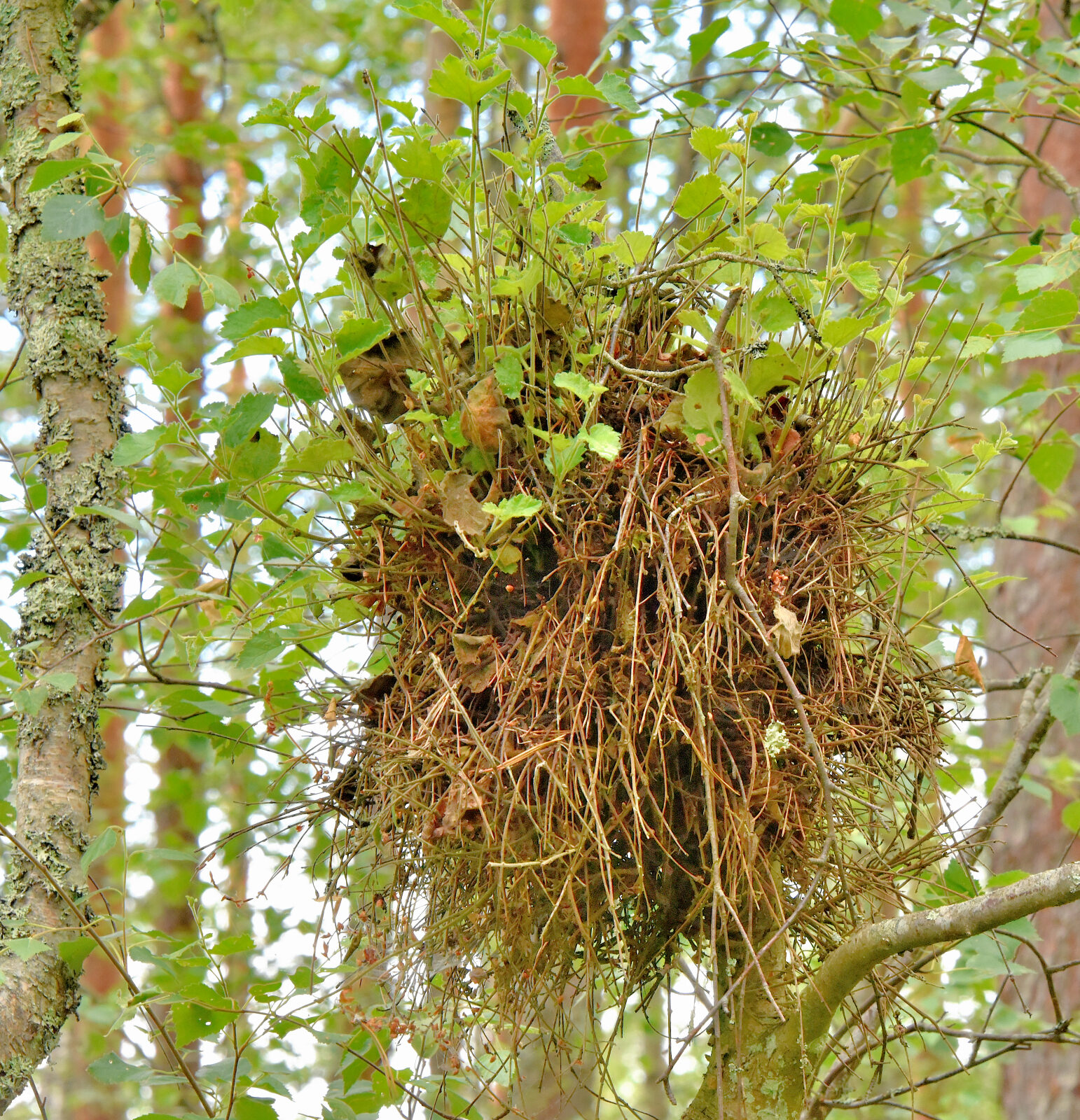 Valokuvaaja: Reijo Juurinen