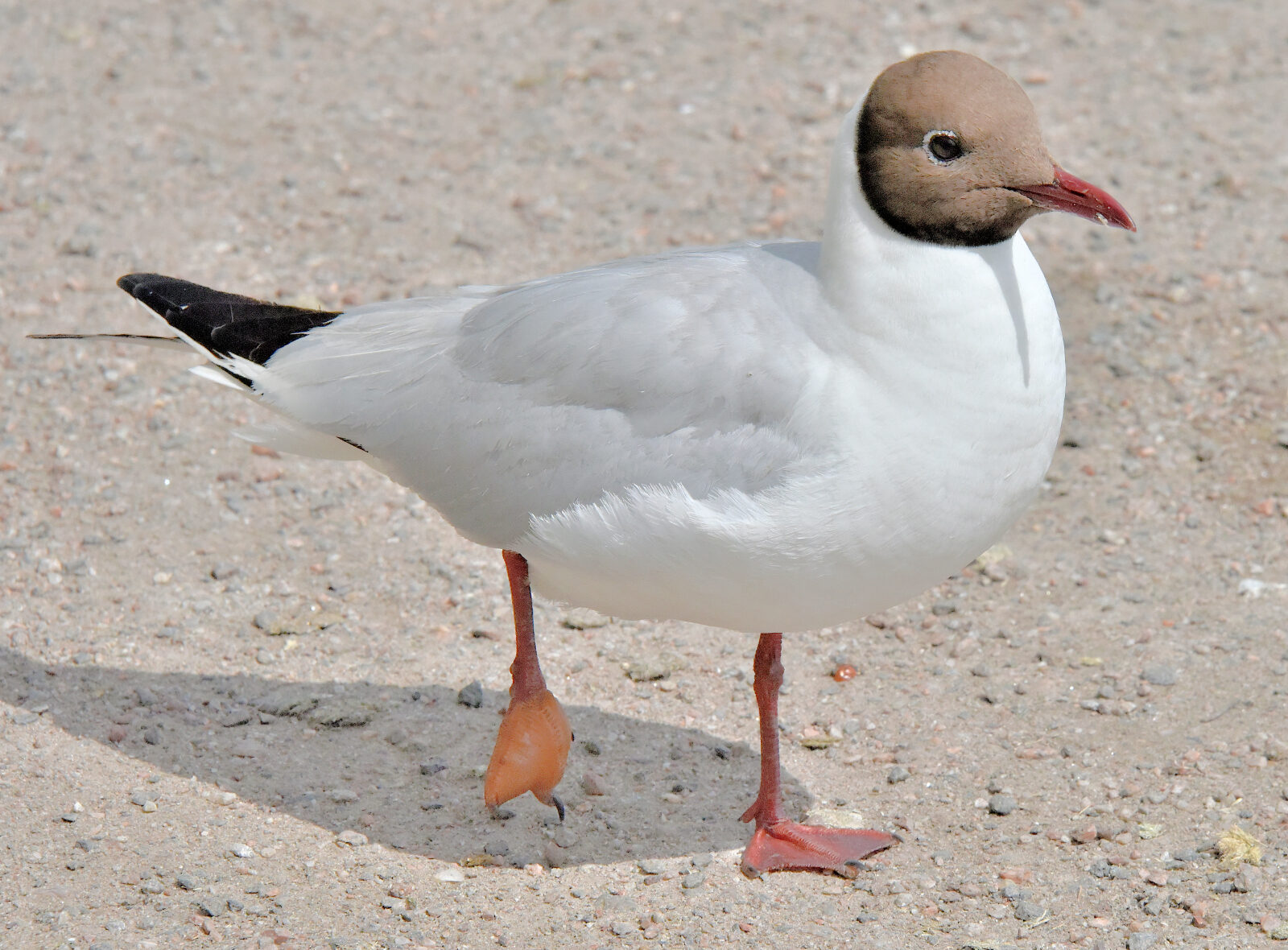 Valokuvaaja: Reijo Juurinen