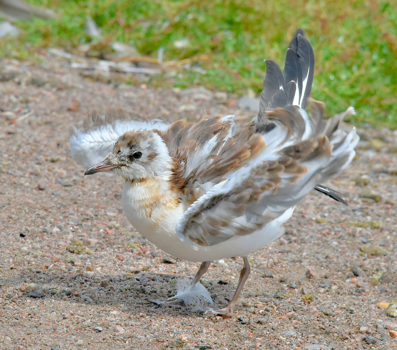 Valokuvaaja: Reijo Juurinen Valokuvaaja: Reijo Juurinen