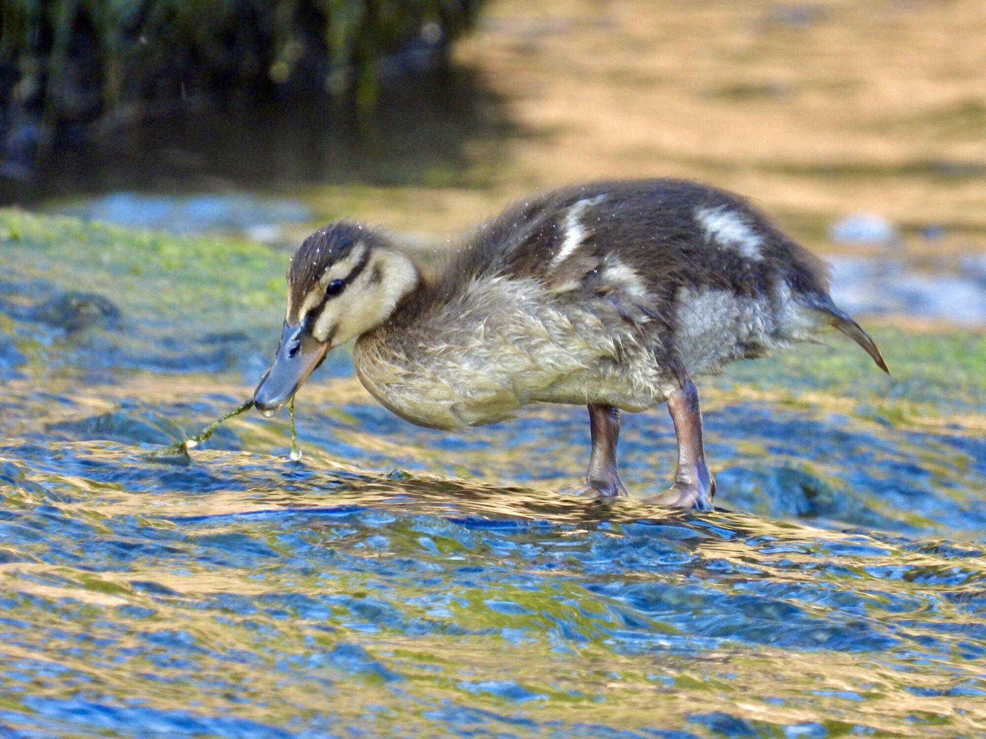 Valokuvaaja: Juhani Peltonen Valokuvaaja: Juhani Peltonen
