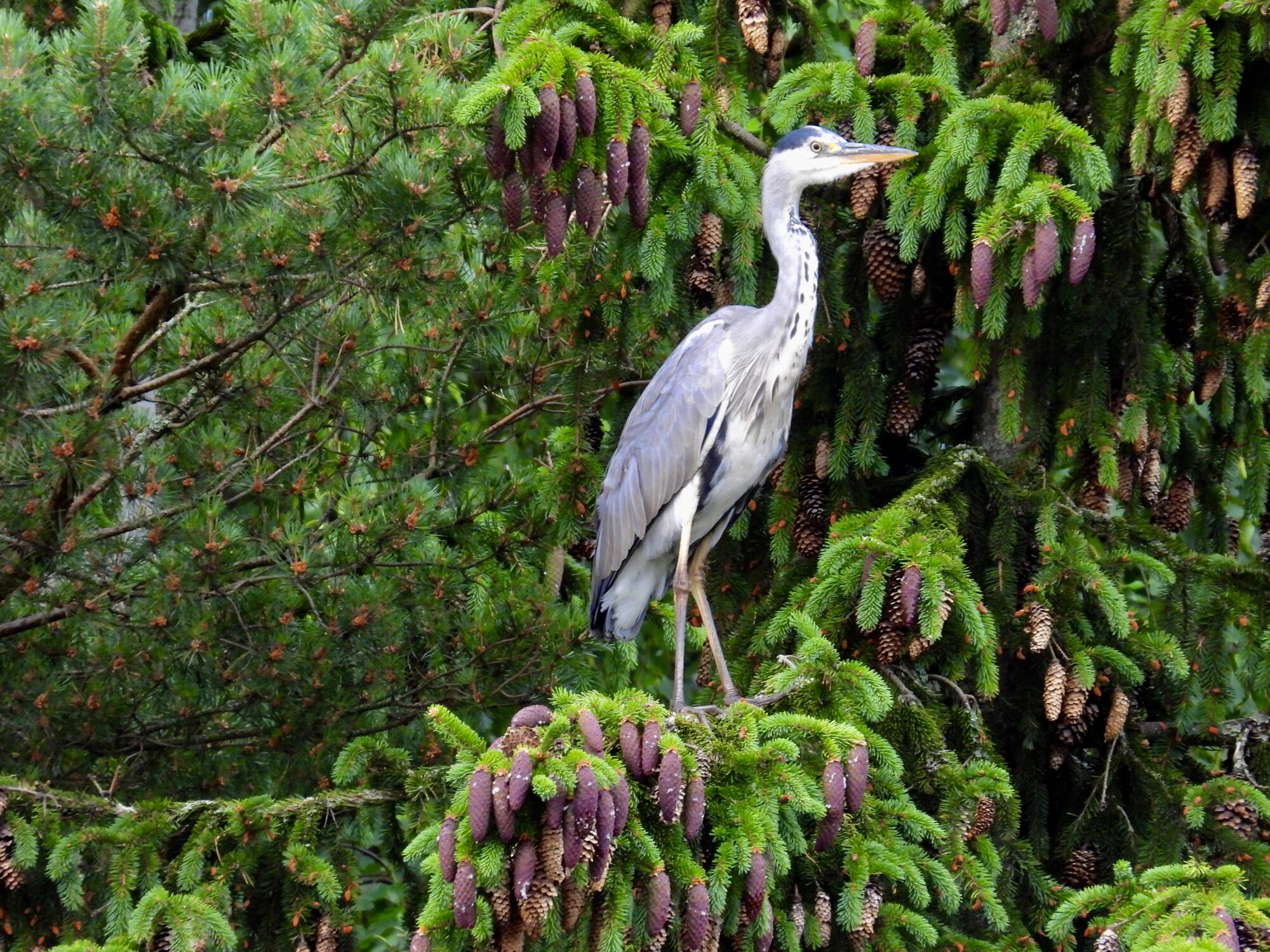 Valokuvaaja: Juhani Peltonen