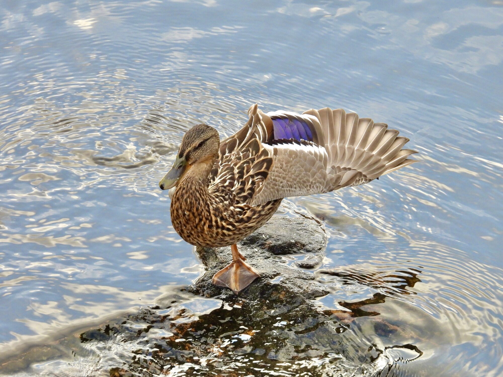 Valokuvaaja: Juhani Peltonen