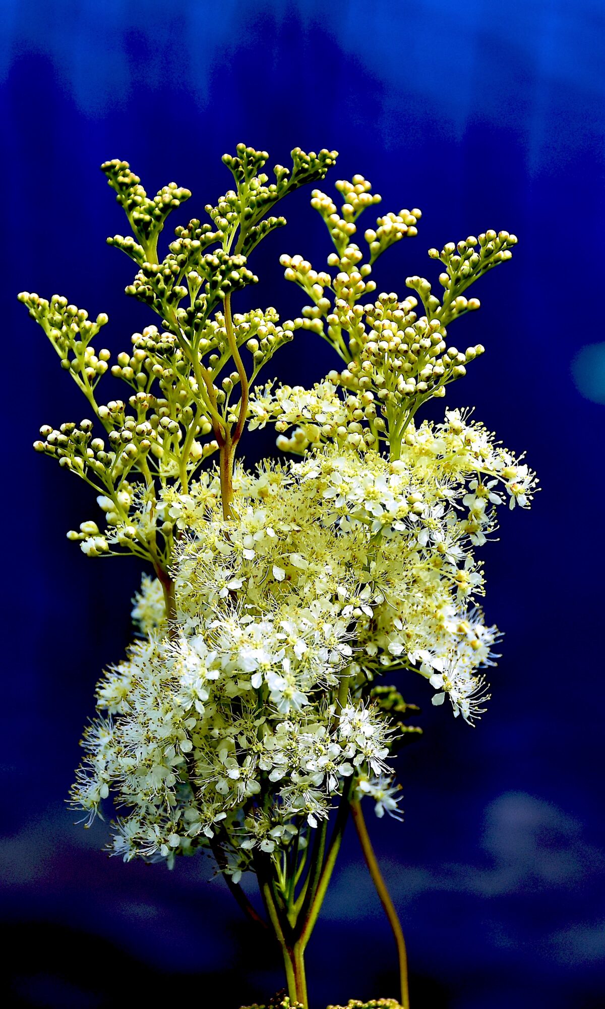 Valokuvaaja: Lasse Rokka