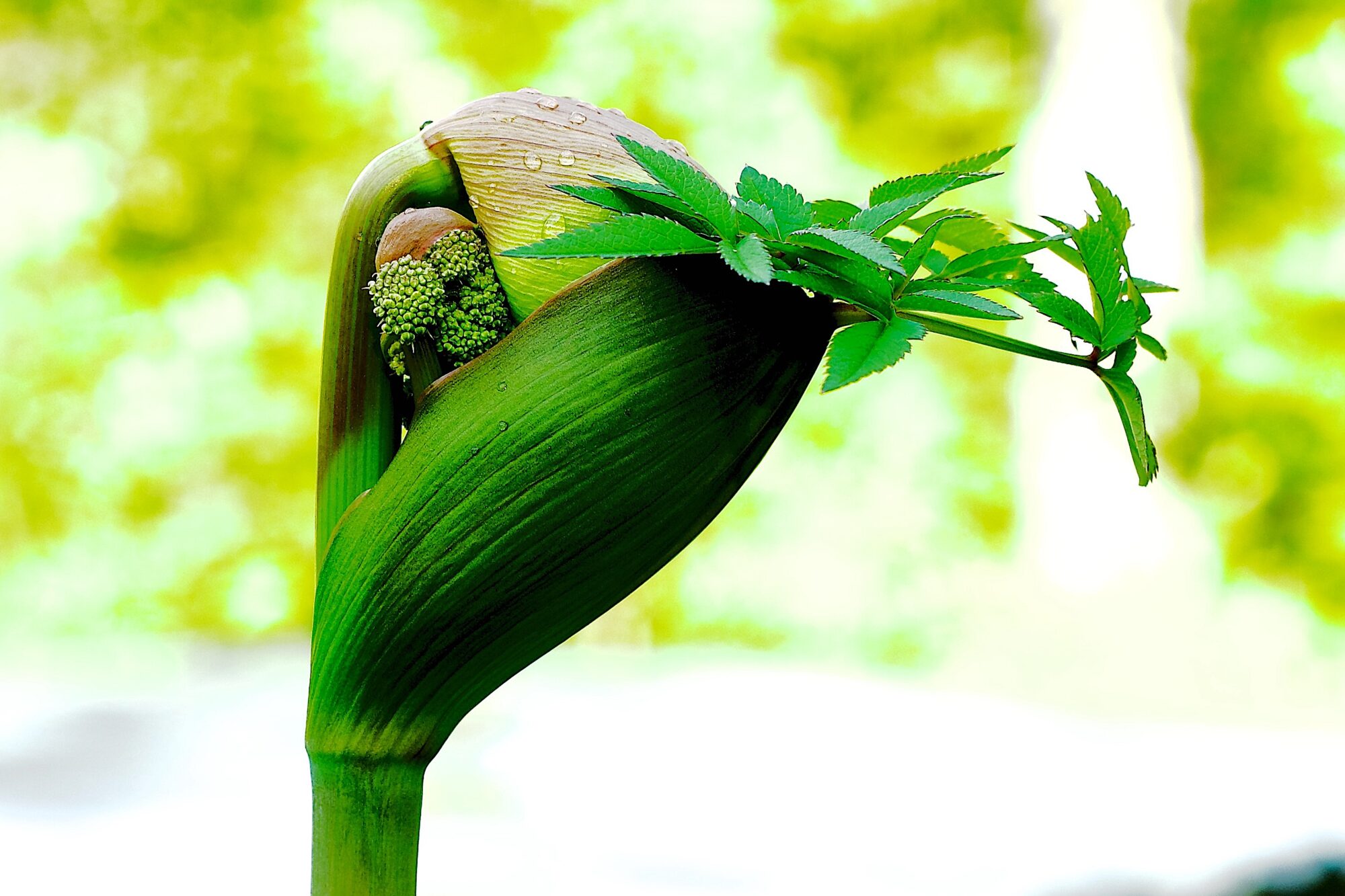 Valokuvaaja: Lasse Rokka Valokuvaaja: Lasse Rokka