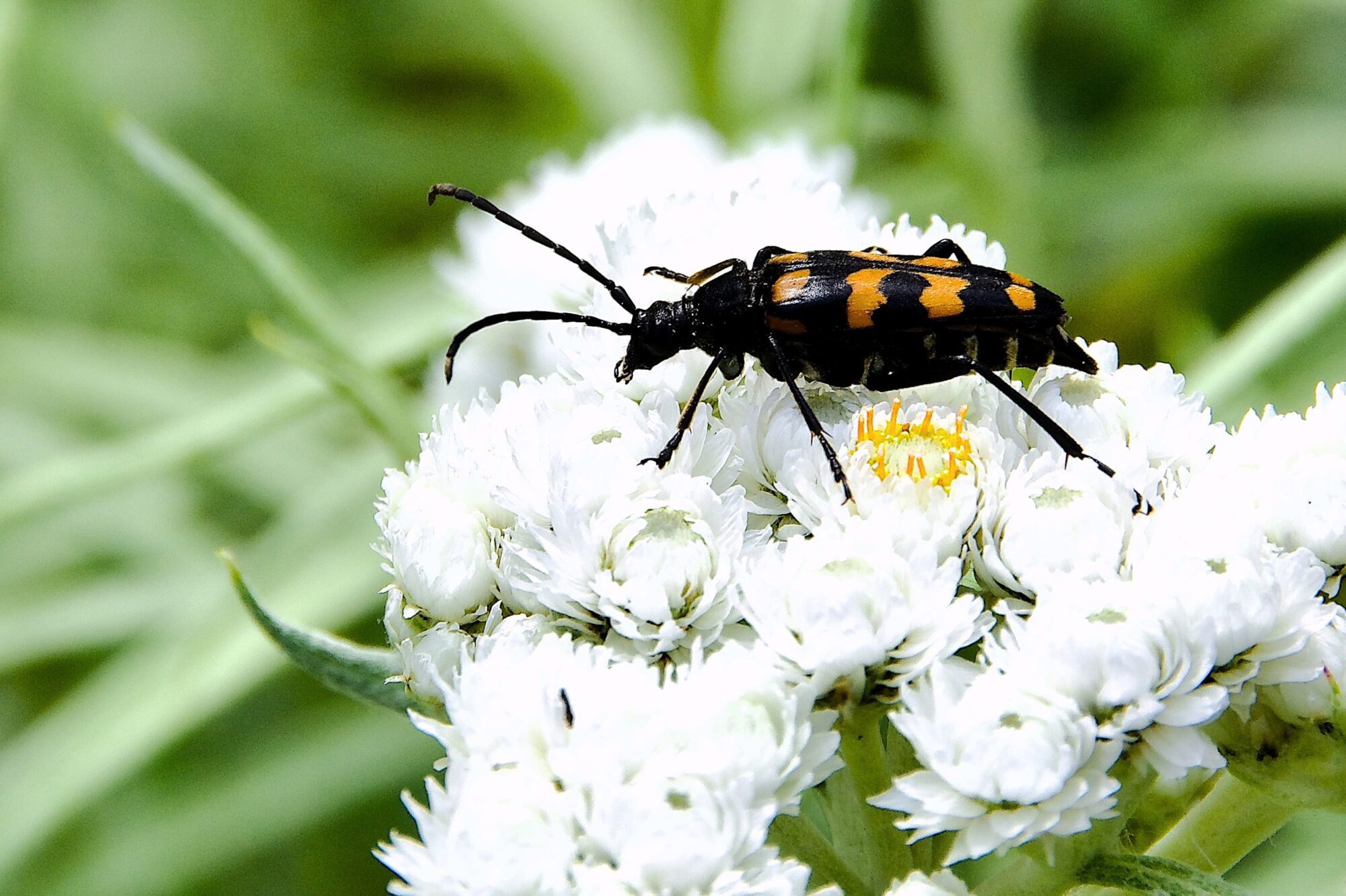 Valokuvaaja: Lasse Rokka Valokuvaaja: Lasse Rokka