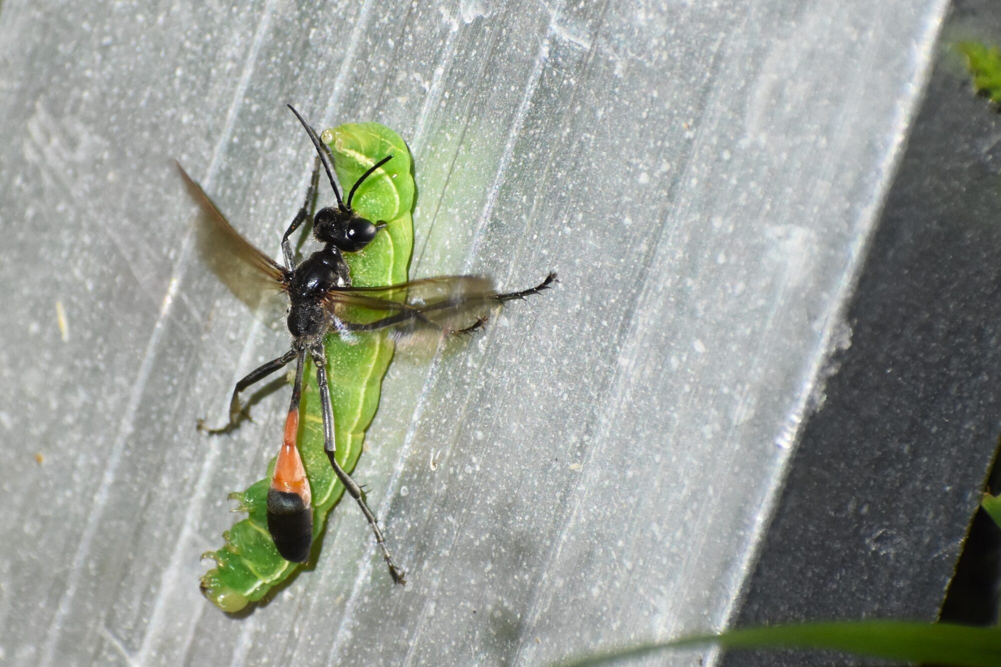 Valokuvaaja: Leena Silvola