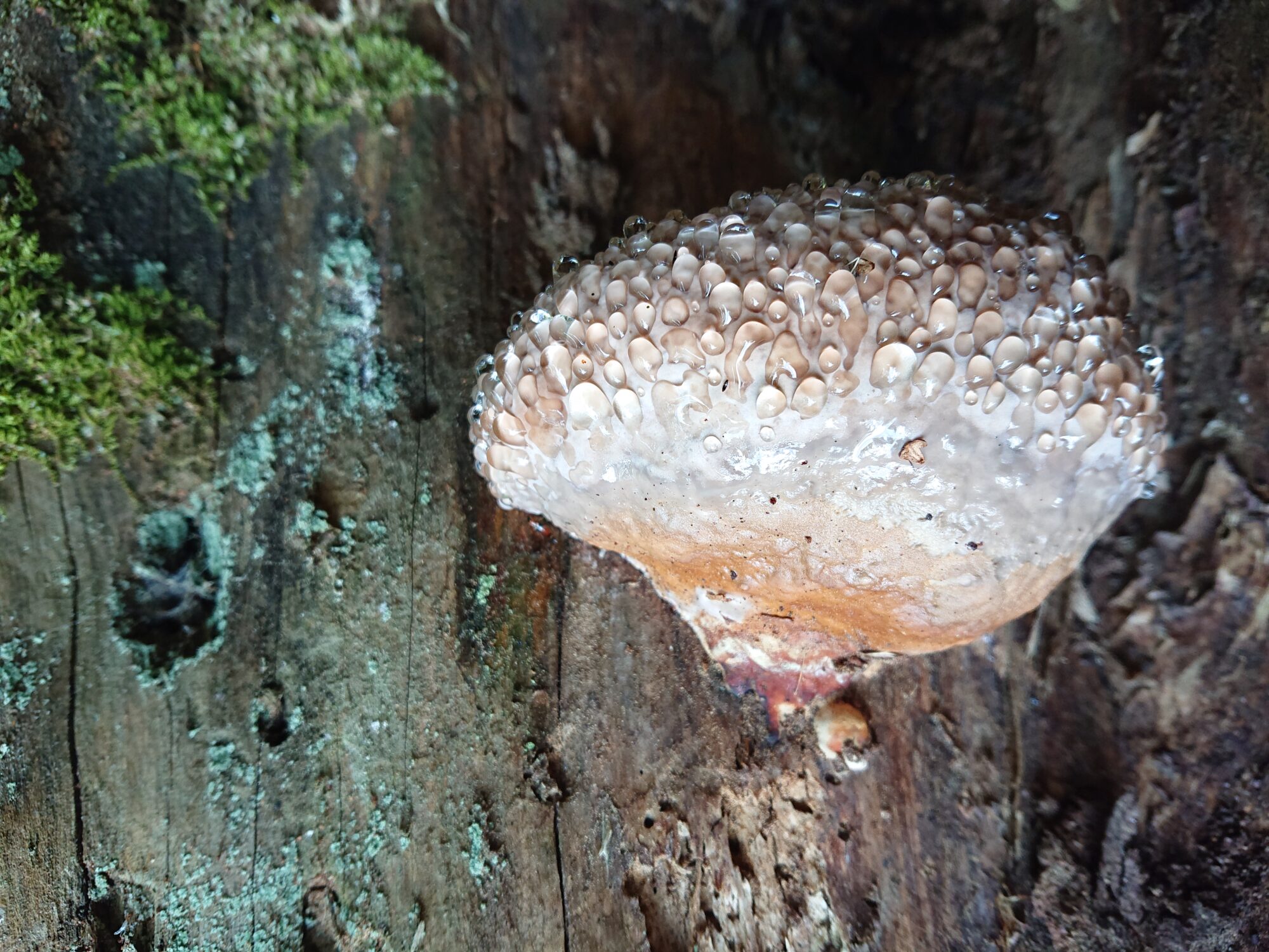 Valokuvaaja: Anne Laakso