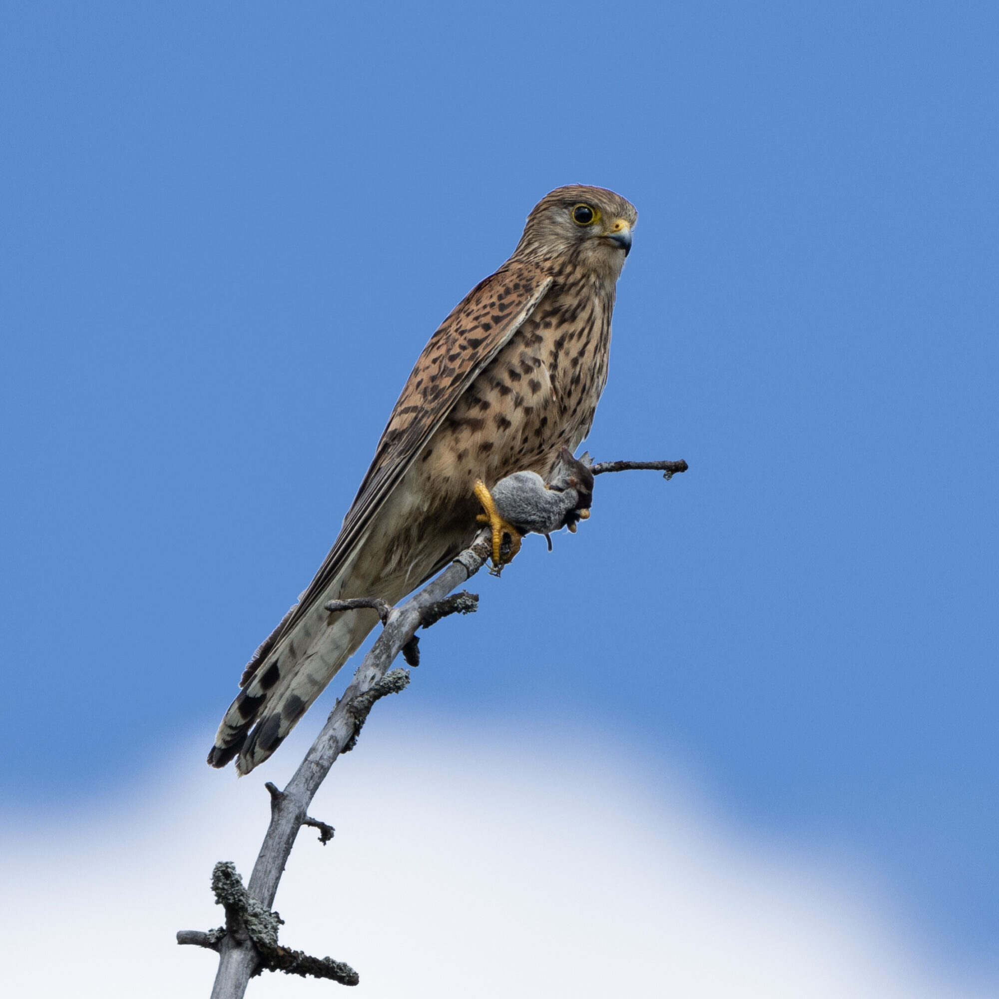 Valokuvaaja: TOMMI KUJALA