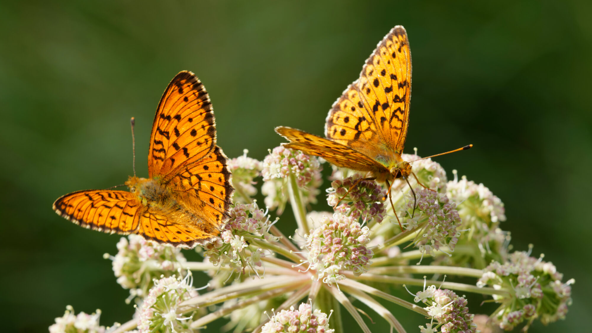 Valokuvaaja: TOMMI KUJALA