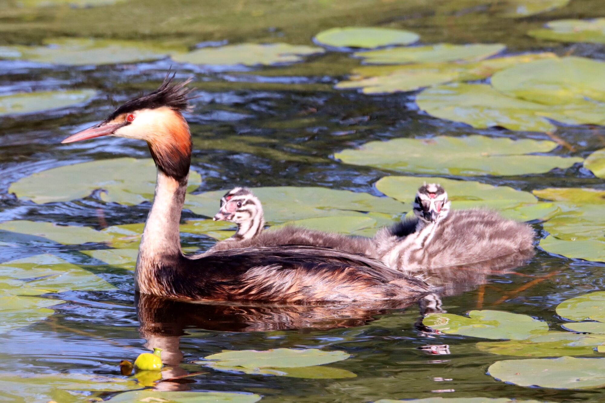 Valokuvaaja: Irja Lehtinen