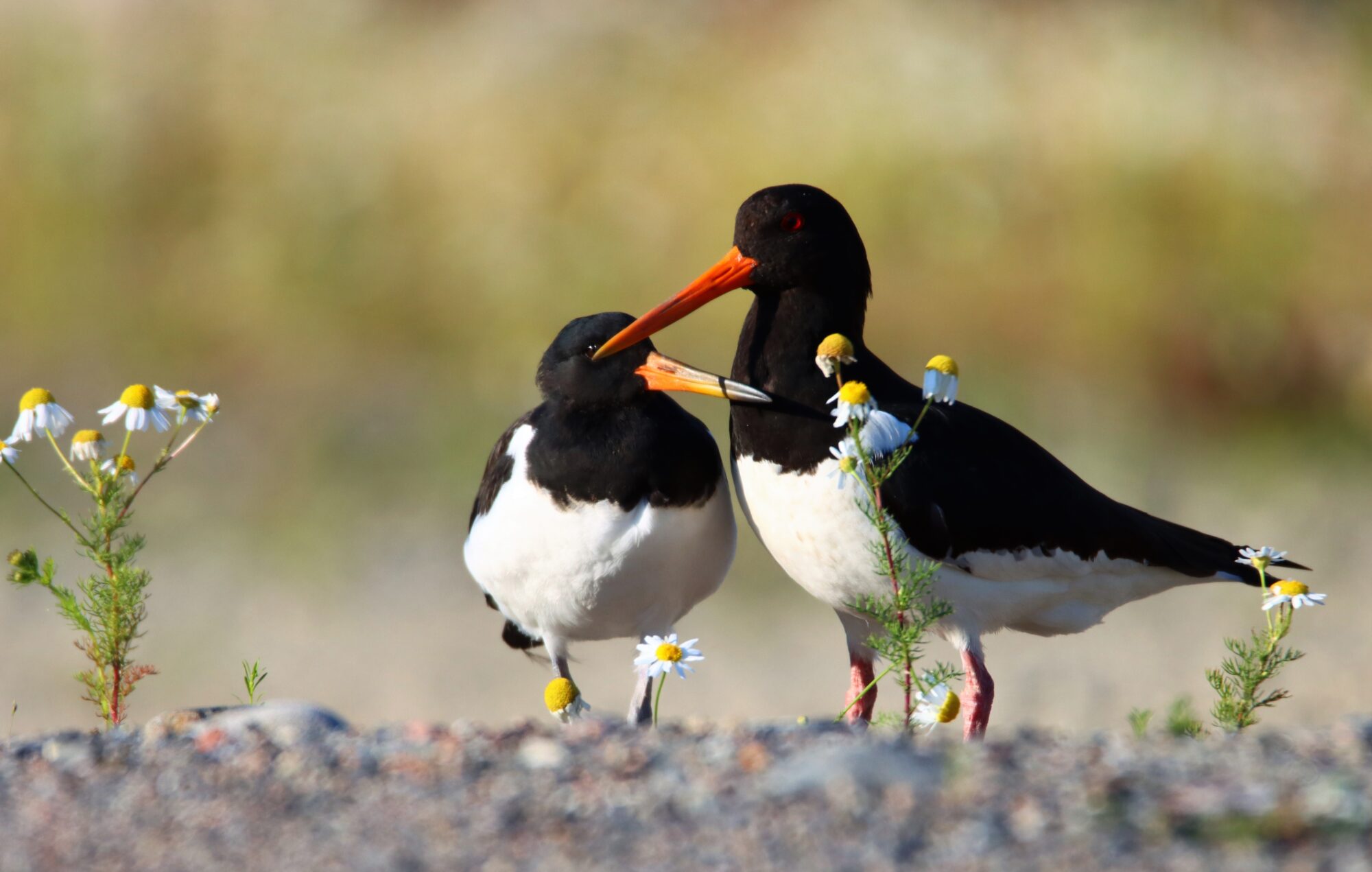 Valokuvaaja: Irja Lehtinen