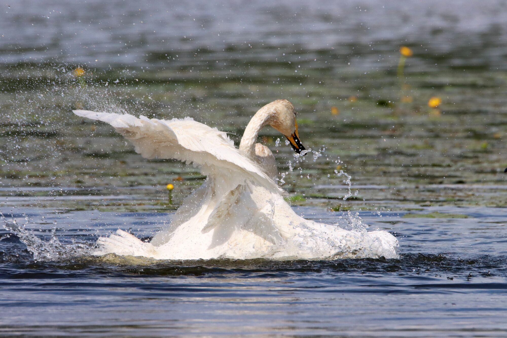 Valokuvaaja: Irja Lehtinen
