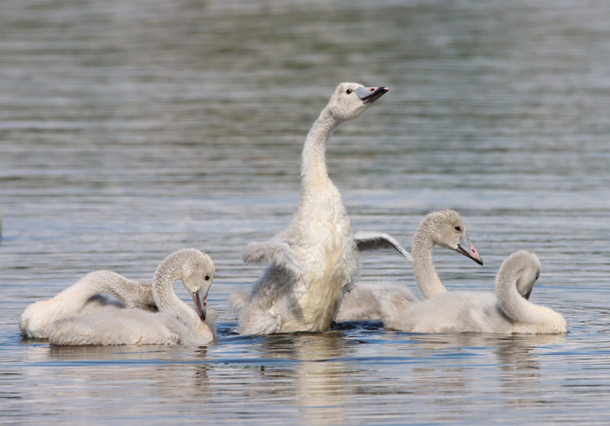 Valokuvaaja: Irja Lehtinen