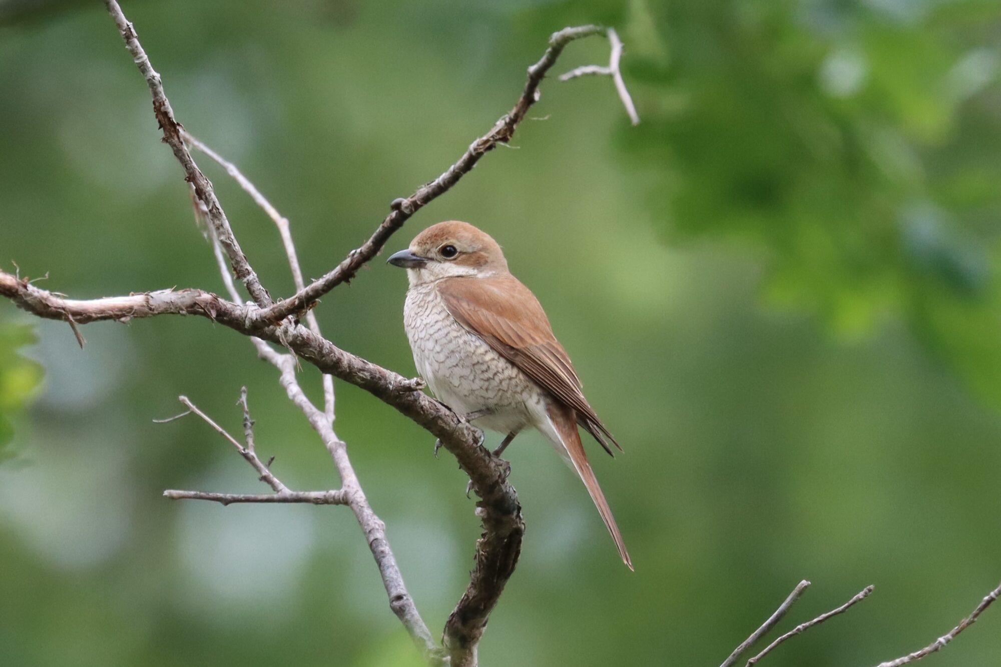 Valokuvaaja: Susanna Hannula Valokuvaaja: Susanna Hannula