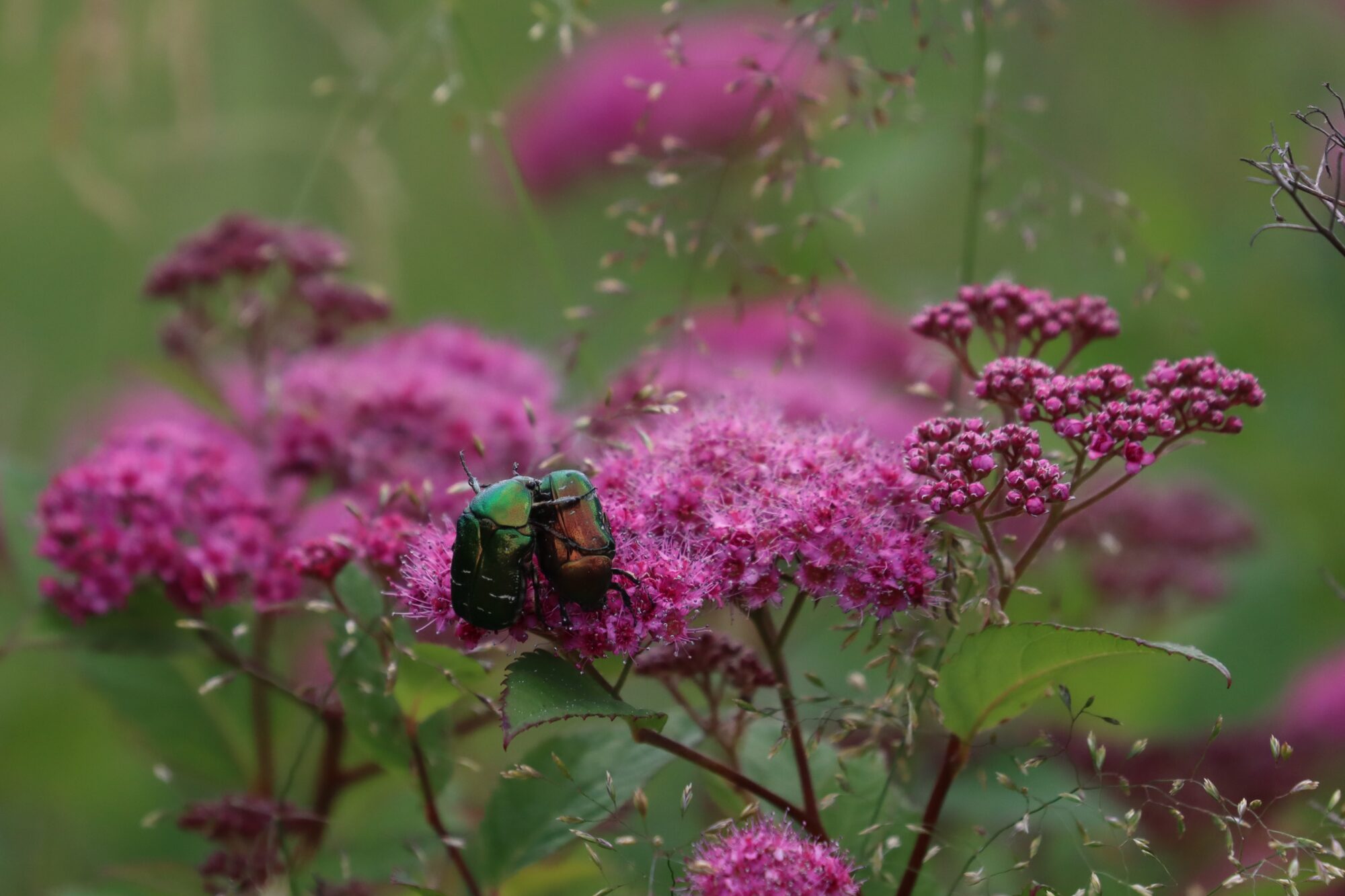Valokuvaaja: Susanna Hannula Valokuvaaja: Susanna Hannula