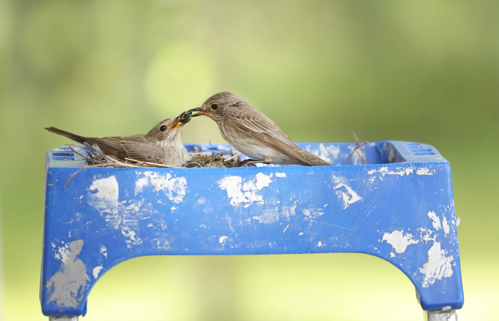 Valokuvaaja: Lasse Kokko