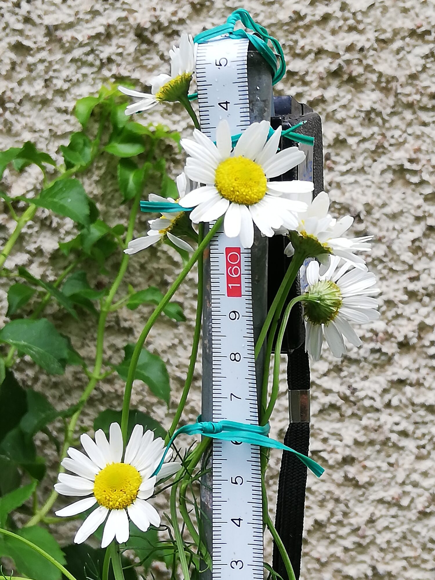 Valokuvaaja: Reino Lanz